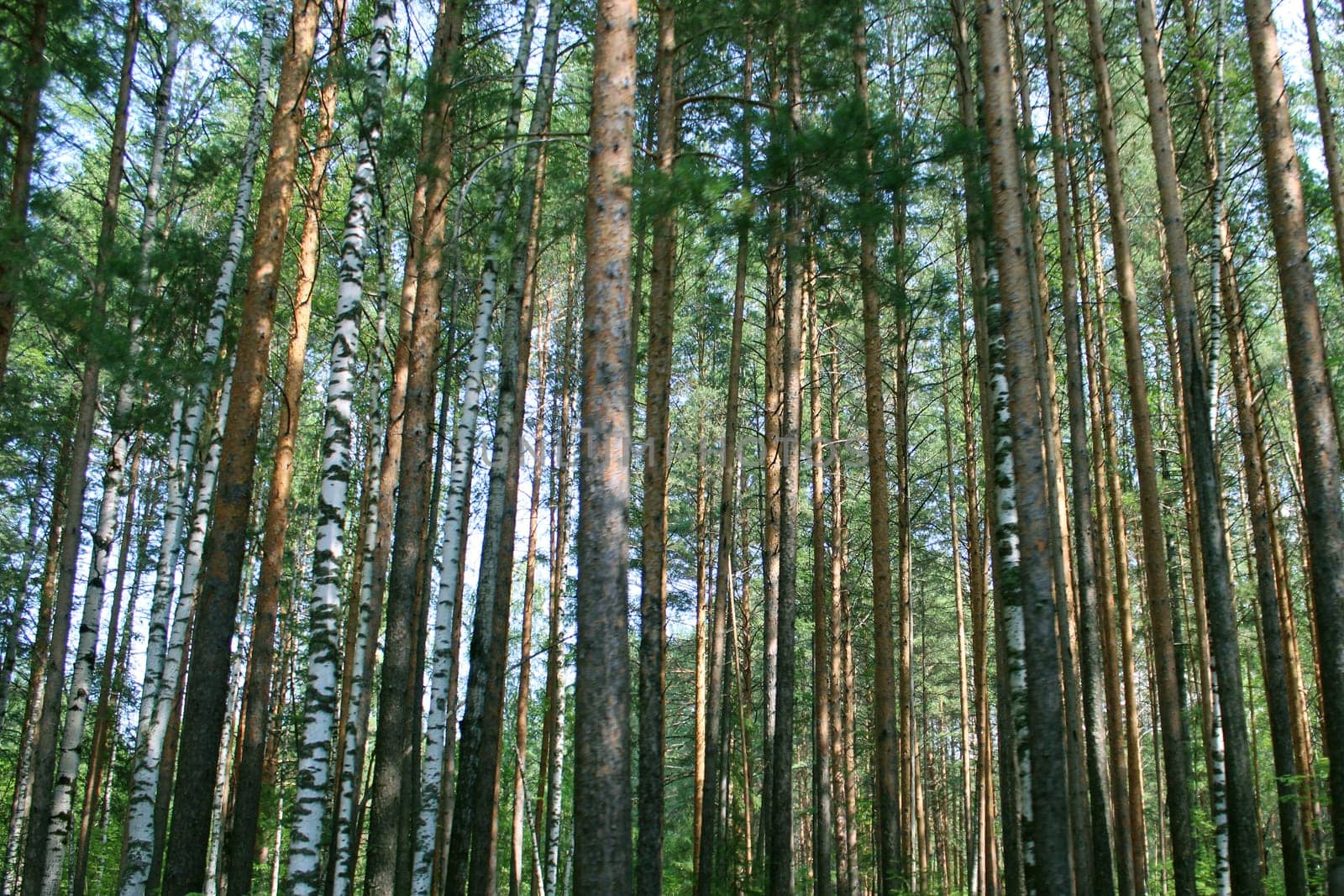 Trees in the forest on a sunny day. Blurred foreground. Natural background.