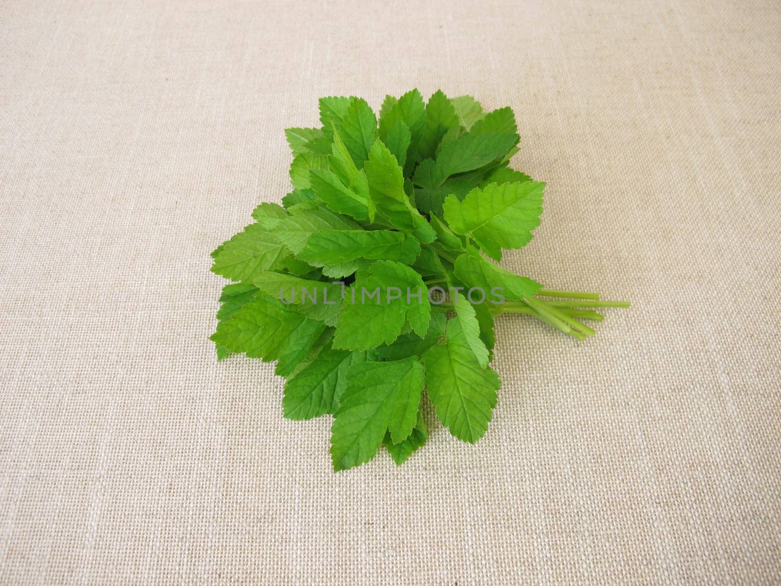 A bouquet of herbs with goutweed