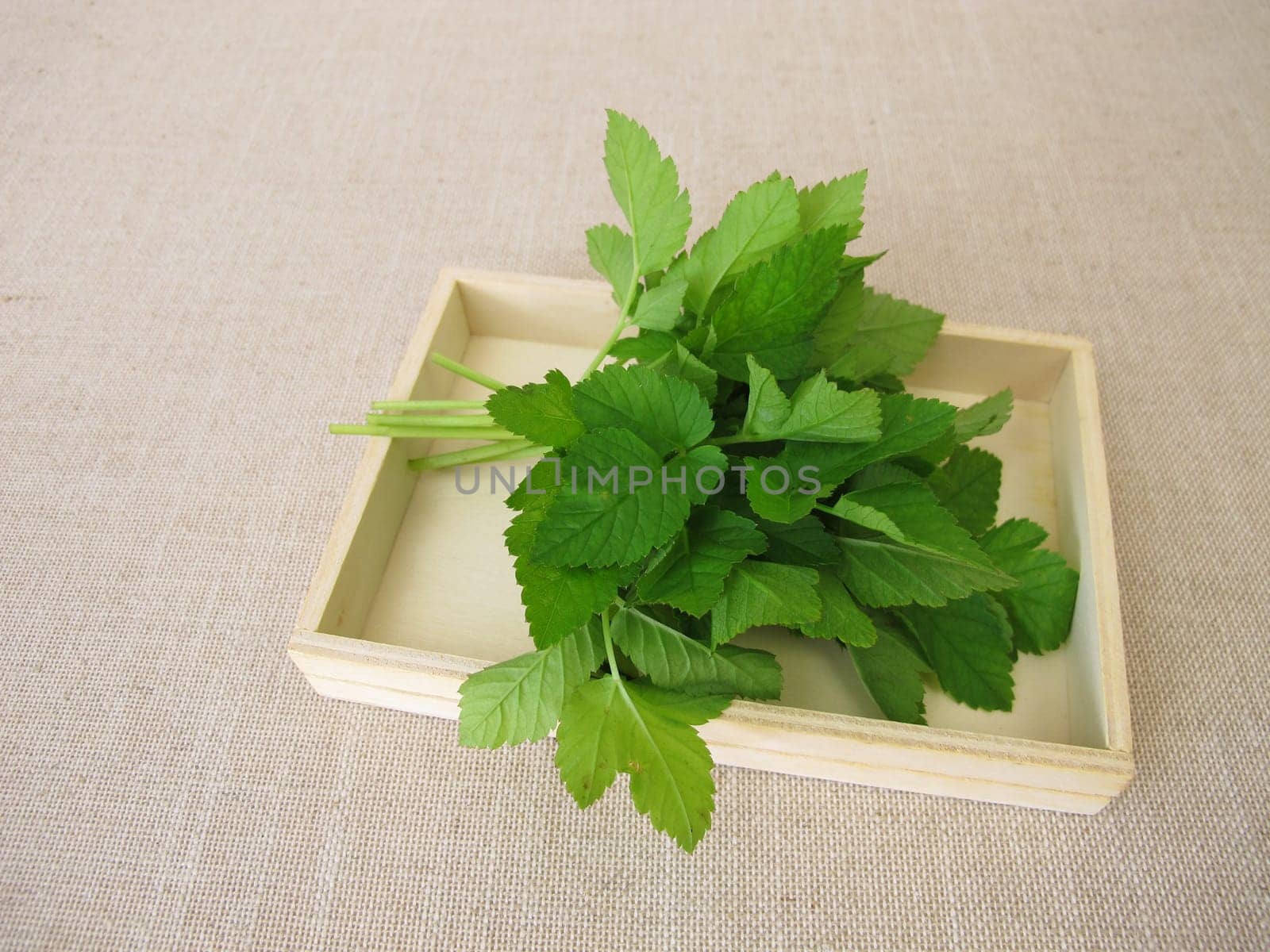 A bouquet of herbs with goutweed