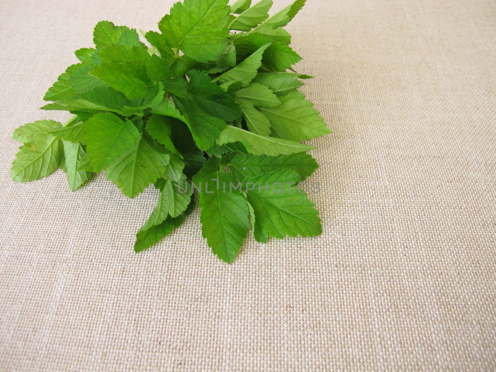 A bouquet of herbs with goutweed