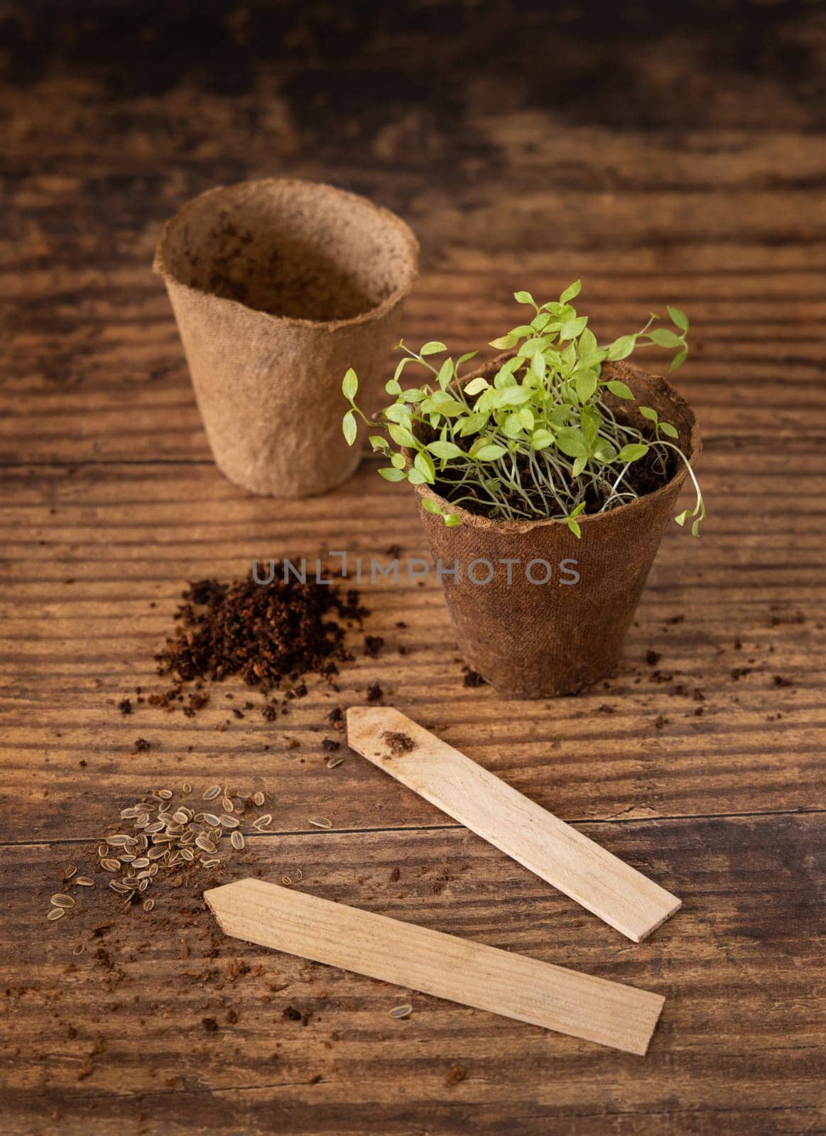 Vegetable and herbs seedlings growing in a biodegradable pots on wooden table close up. Urban Indoor gardening, homegrown plants, germination at home