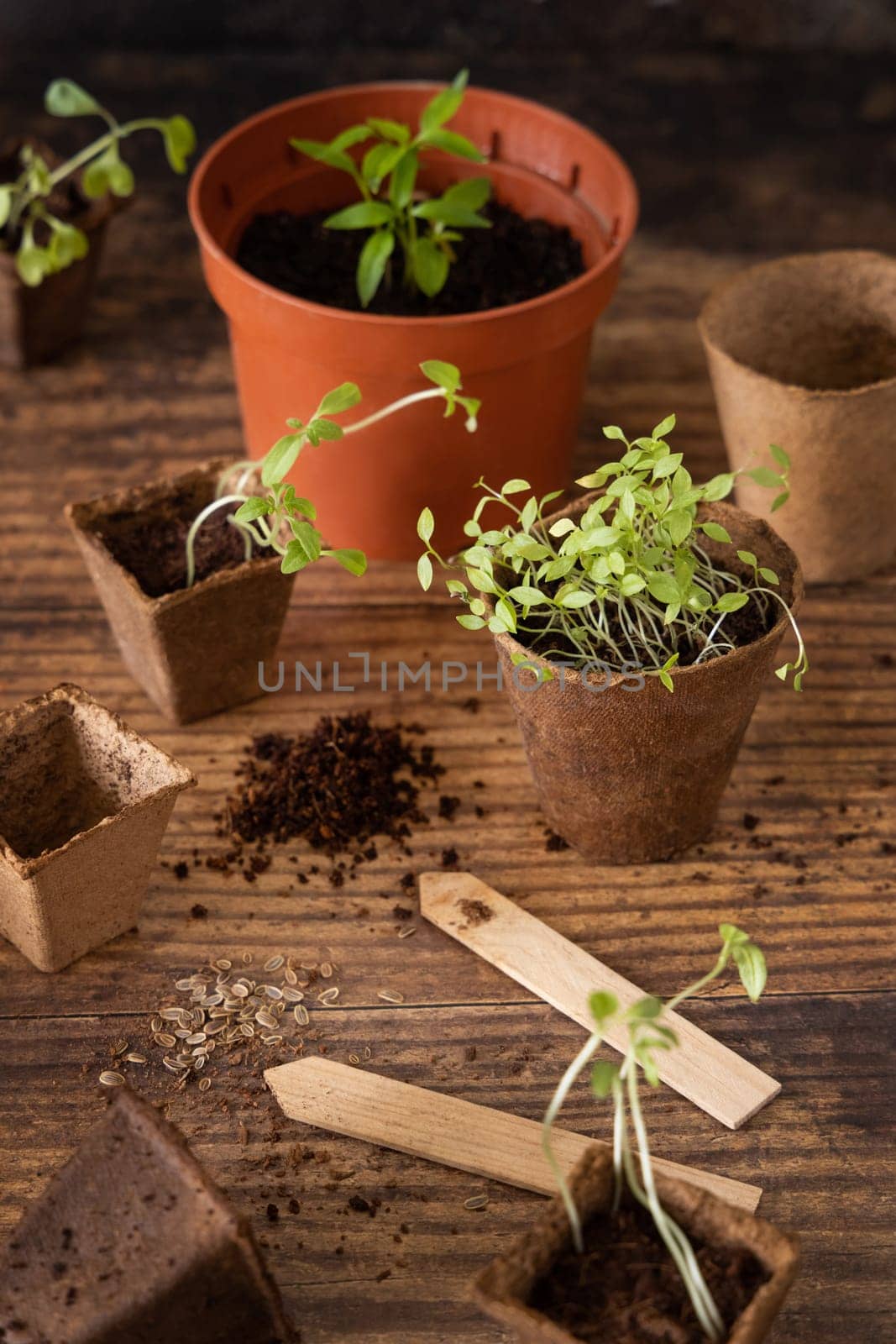 Vegetable and herbs seedlings growing in a biodegradable pots on wooden table close up. Urban Indoor gardening, homegrown plants, germination at home