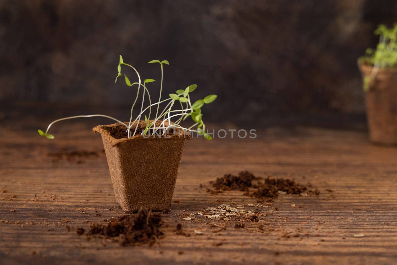 Vegetable or herbs seedlings growing in a biodegradable pot on wooden table close up. Urban Indoor gardening, homegrown plants, germination at home