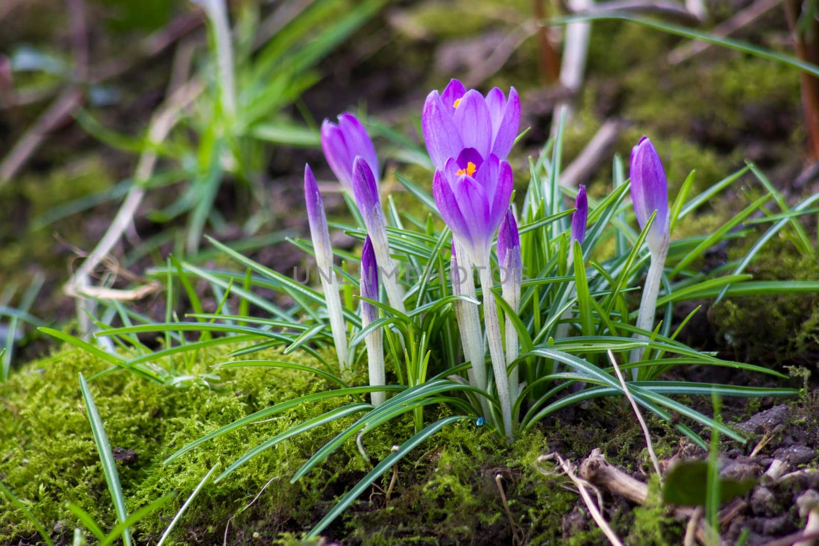 crocus flowers - one of the first spring flowers