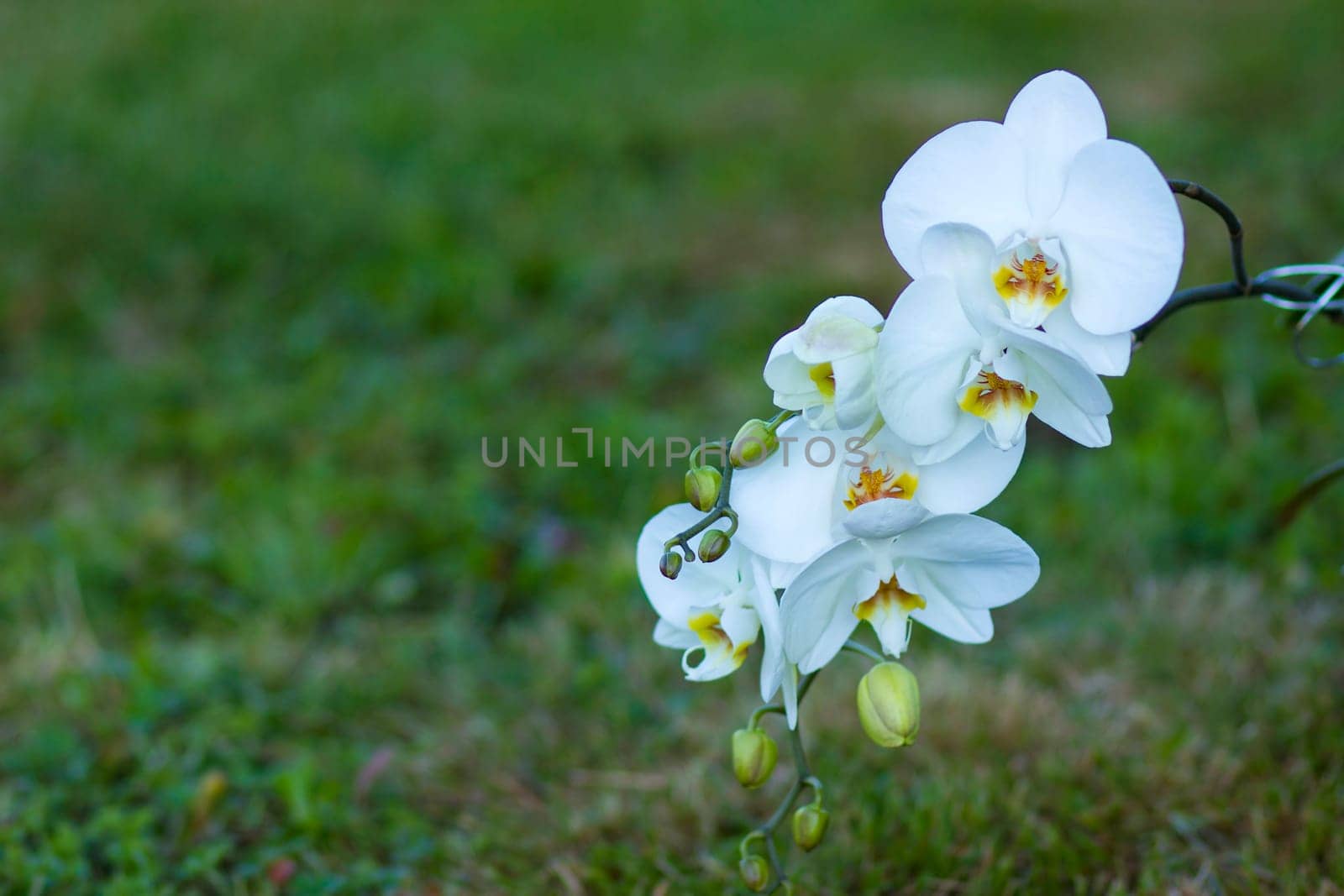Beautiful white orchid  - phalaenopsis