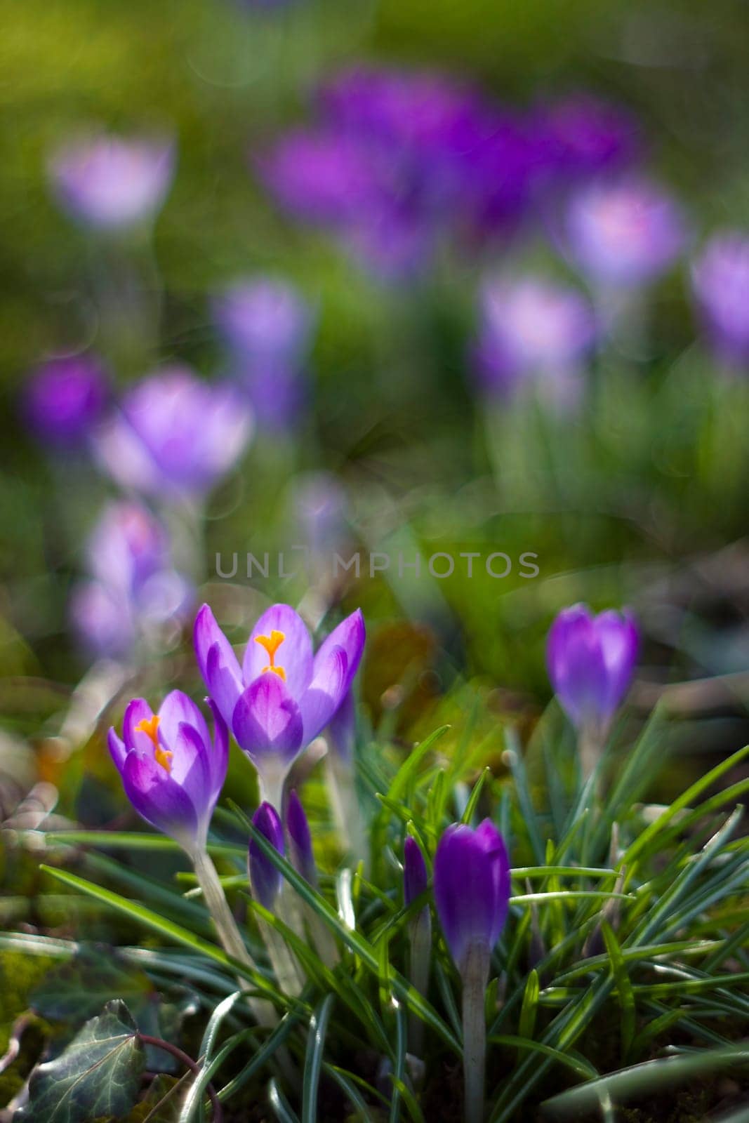 crocus flowers - one of the first spring flowers