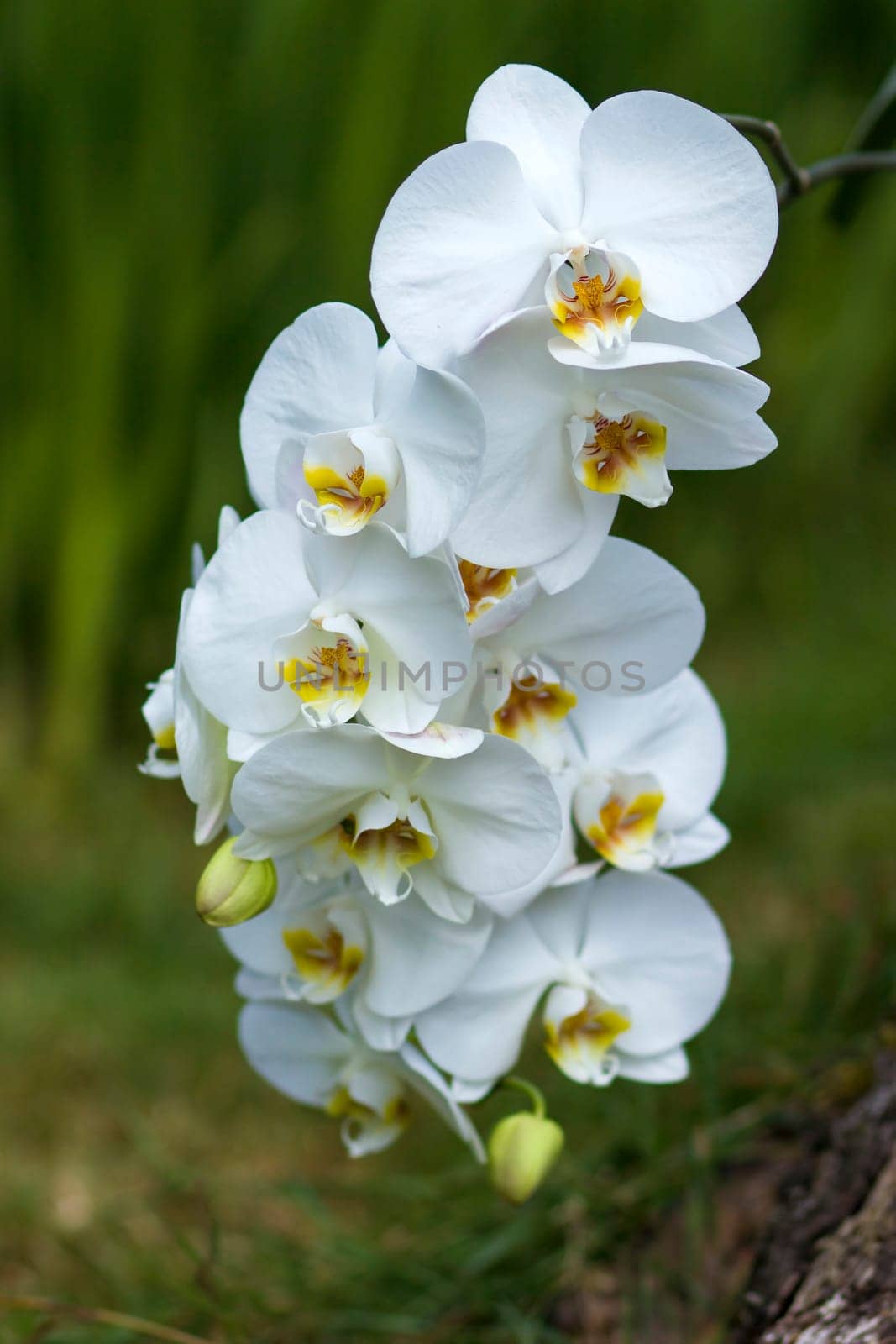 Beautiful white orchid  - phalaenopsis