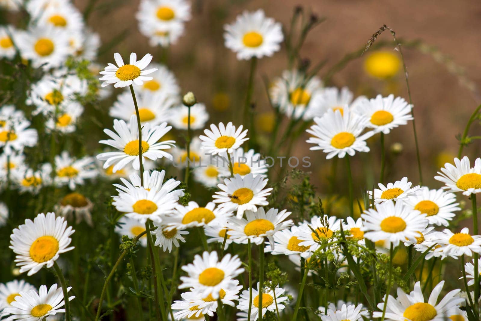 Ox-eye Daisy (Leucanthemum vulgare) in garden - soft focus