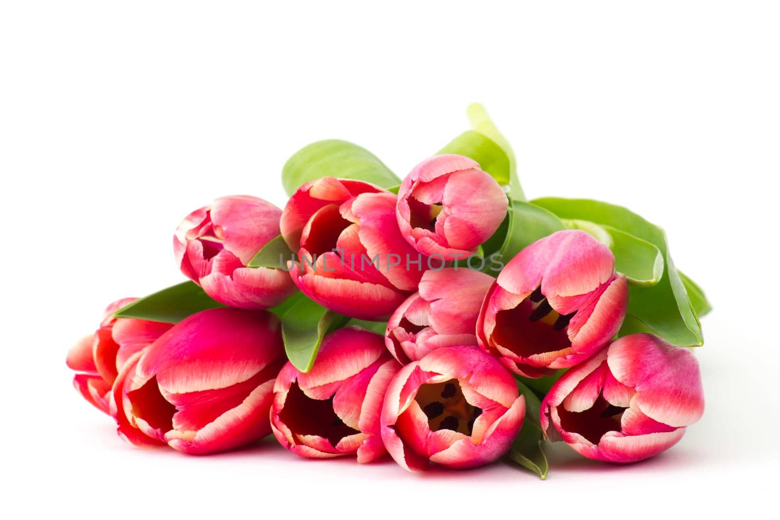 red tulips on white background