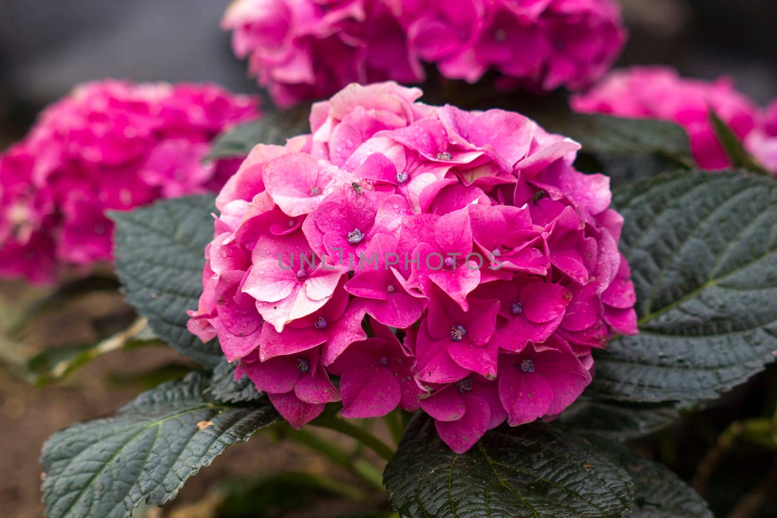pink hortensia flowers in a garden