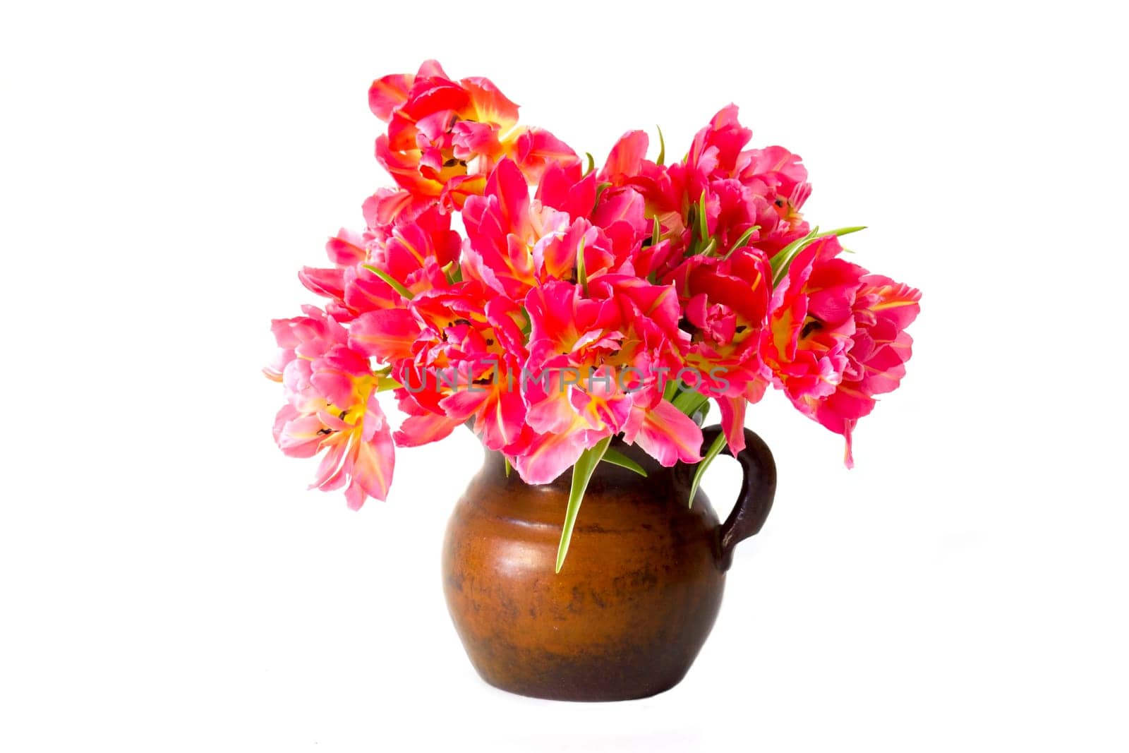 red tulips in a vase on white background