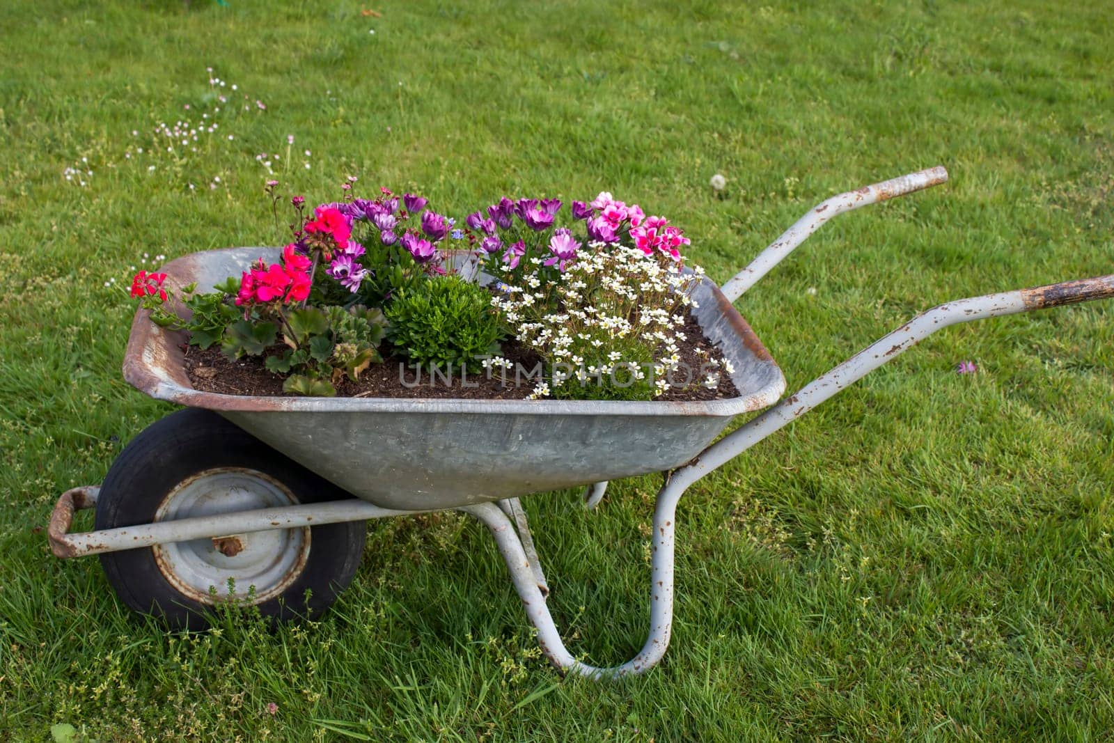 wheelbarrow with flowers in a garden