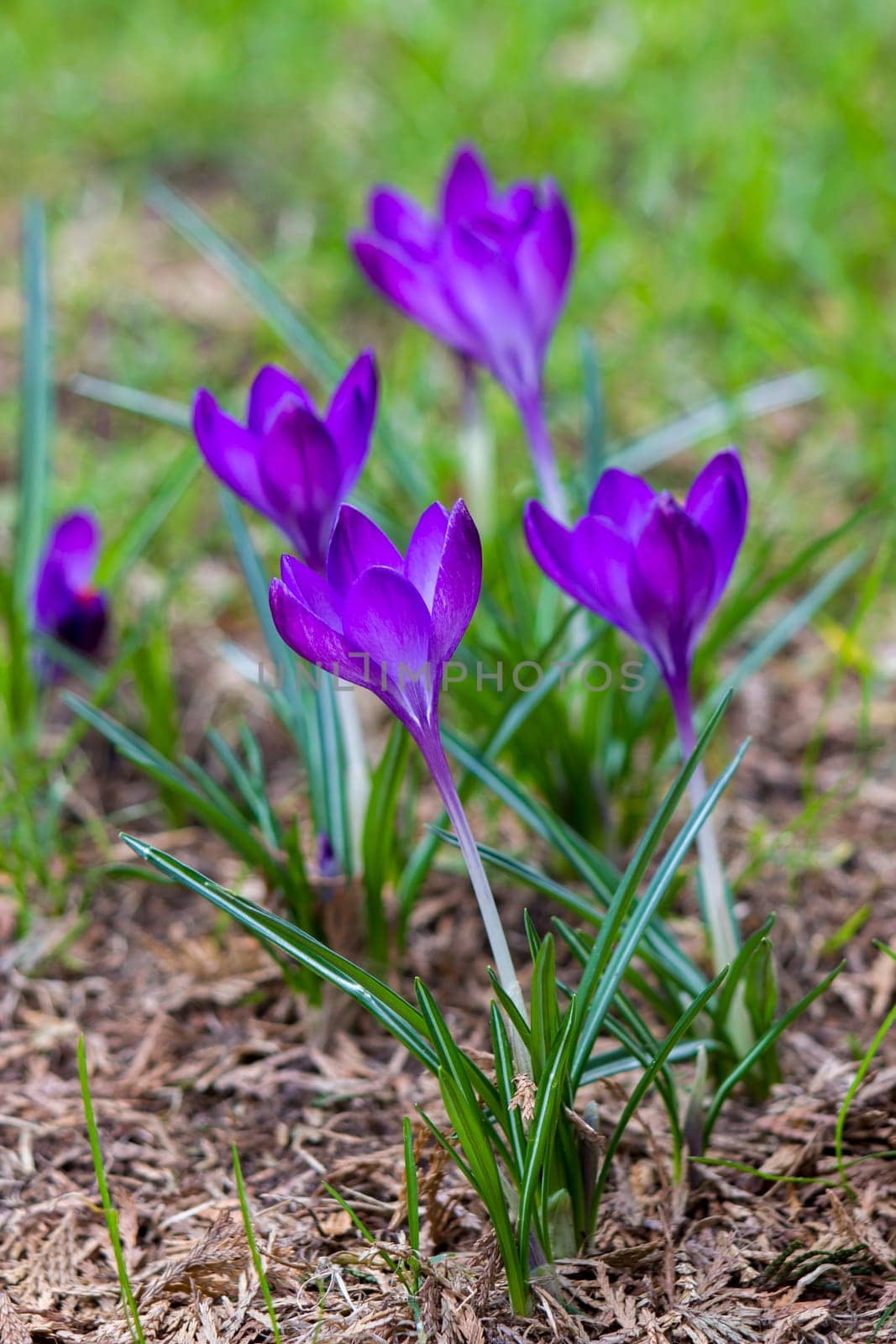 crocus flowers - one of the first spring flowers