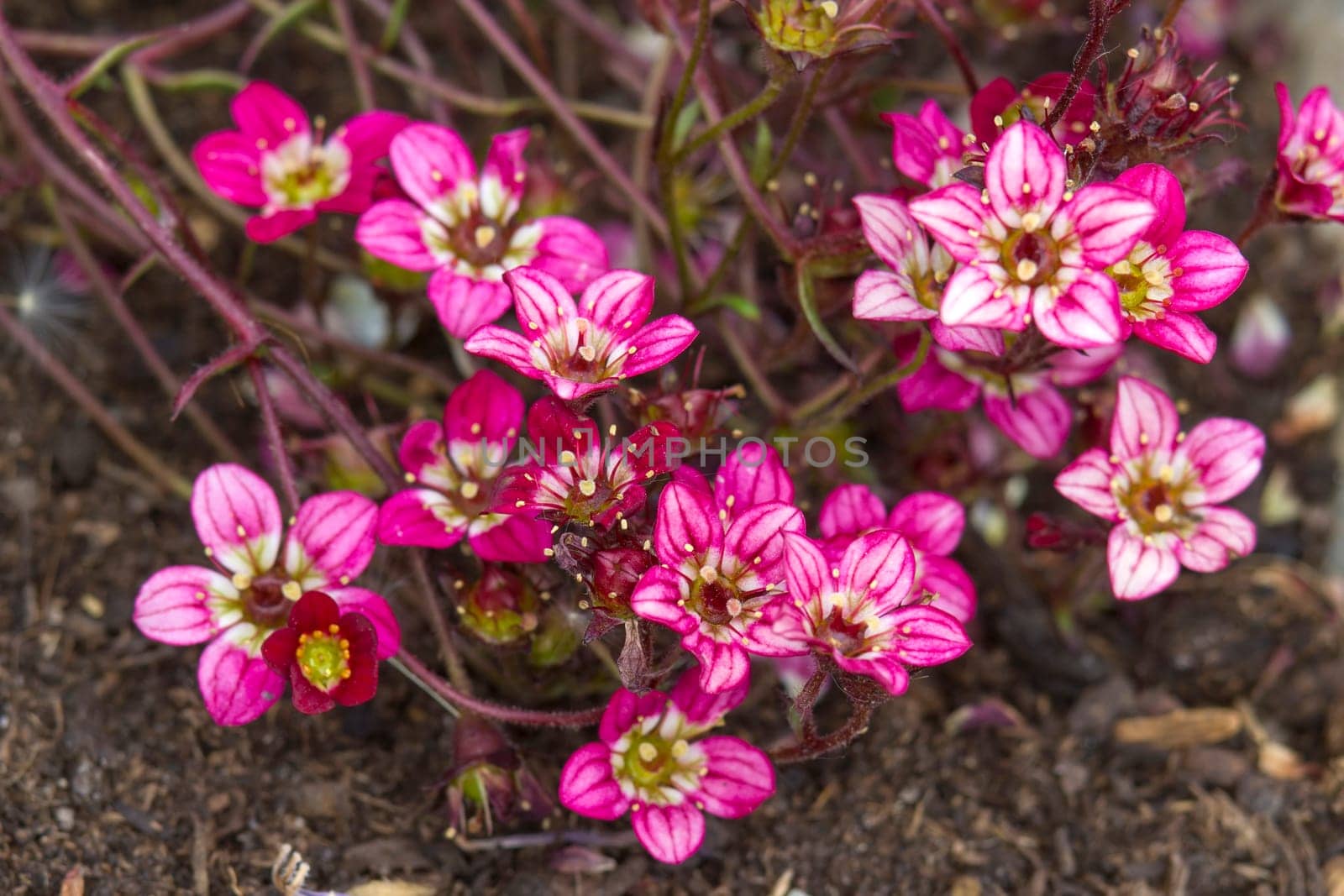 Lovely abstract background with tiny pink flowers. Soft focus photo
