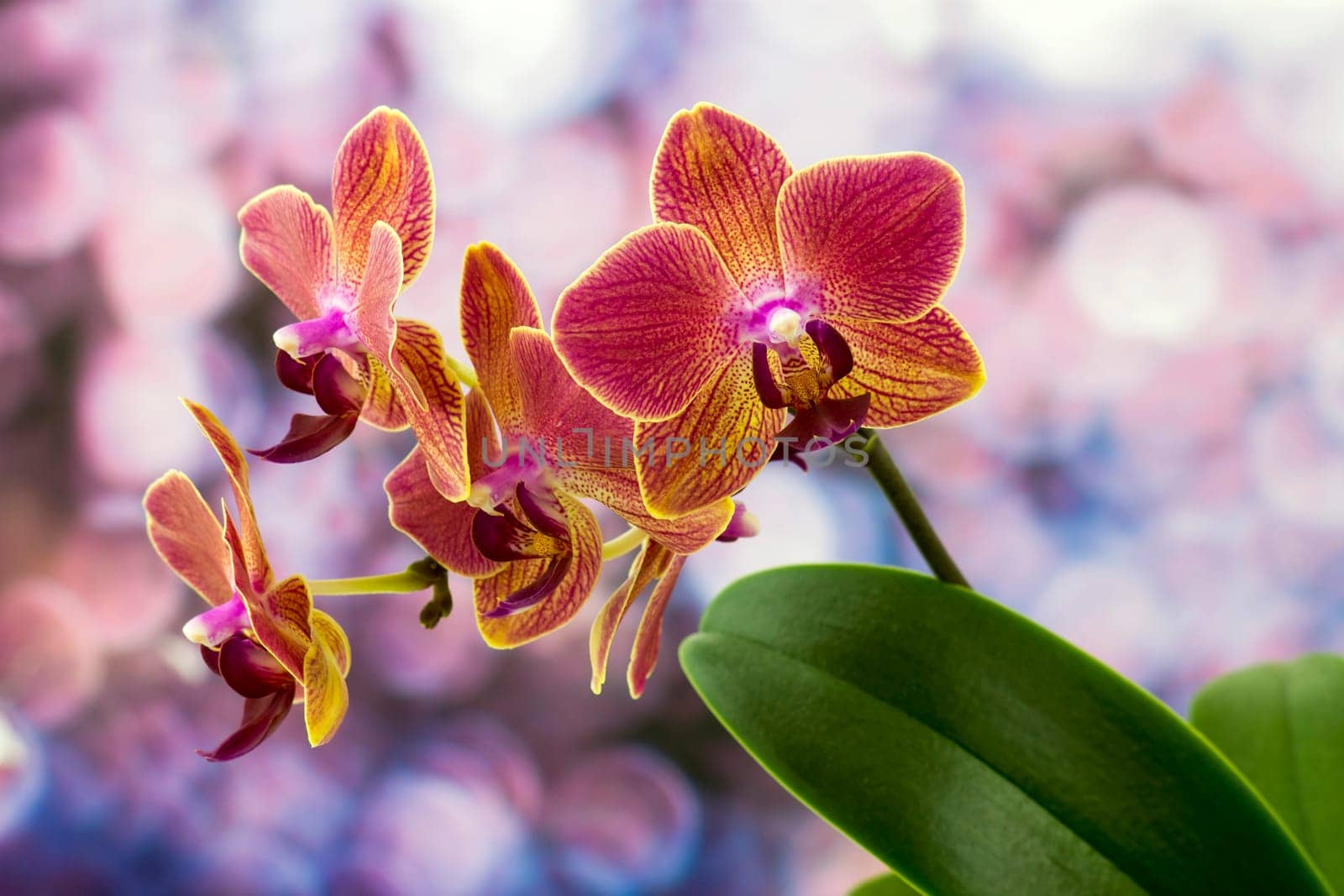 Beautiful colorful orchid  - phalaenopsis