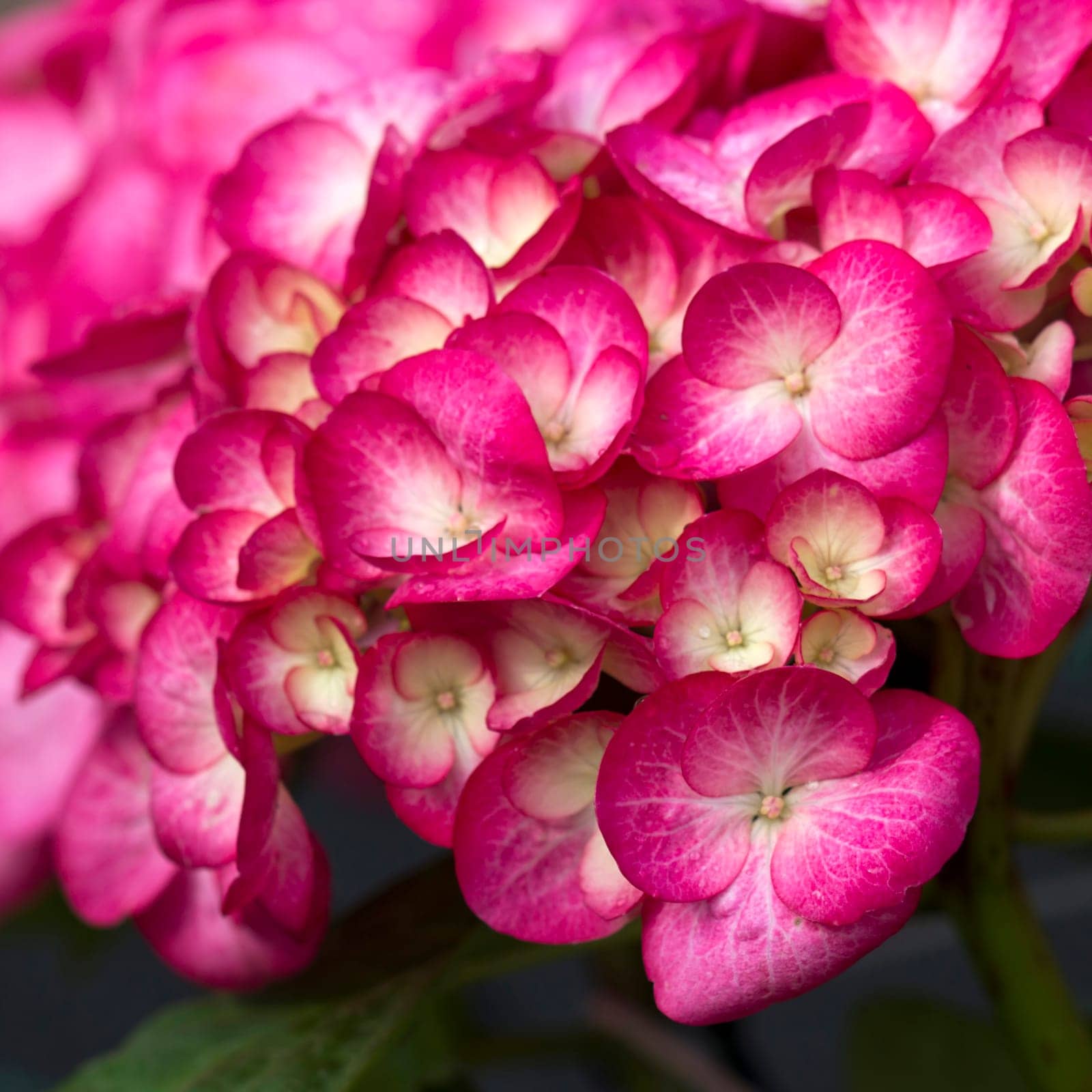 pink hortensia flowers - soft focus