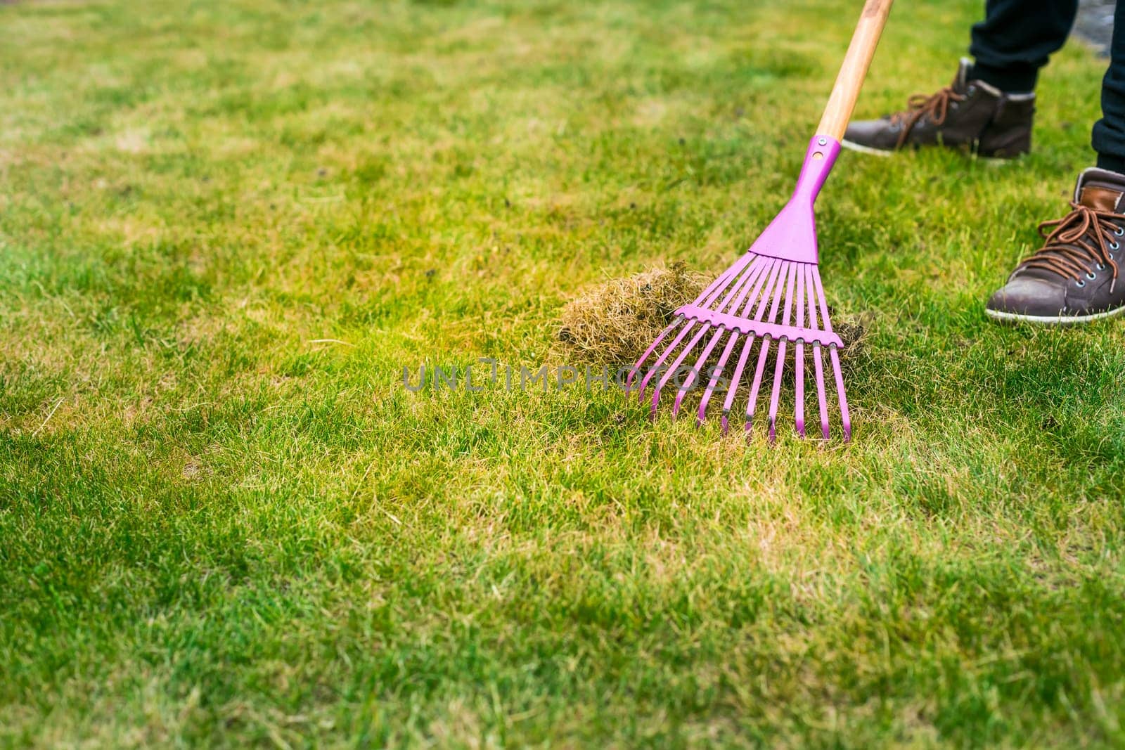 Cleaning up the grass with a rake. Aerating and scarifying the lawn in the garden. Improving the quality of the lawn by removing old grass and moss.