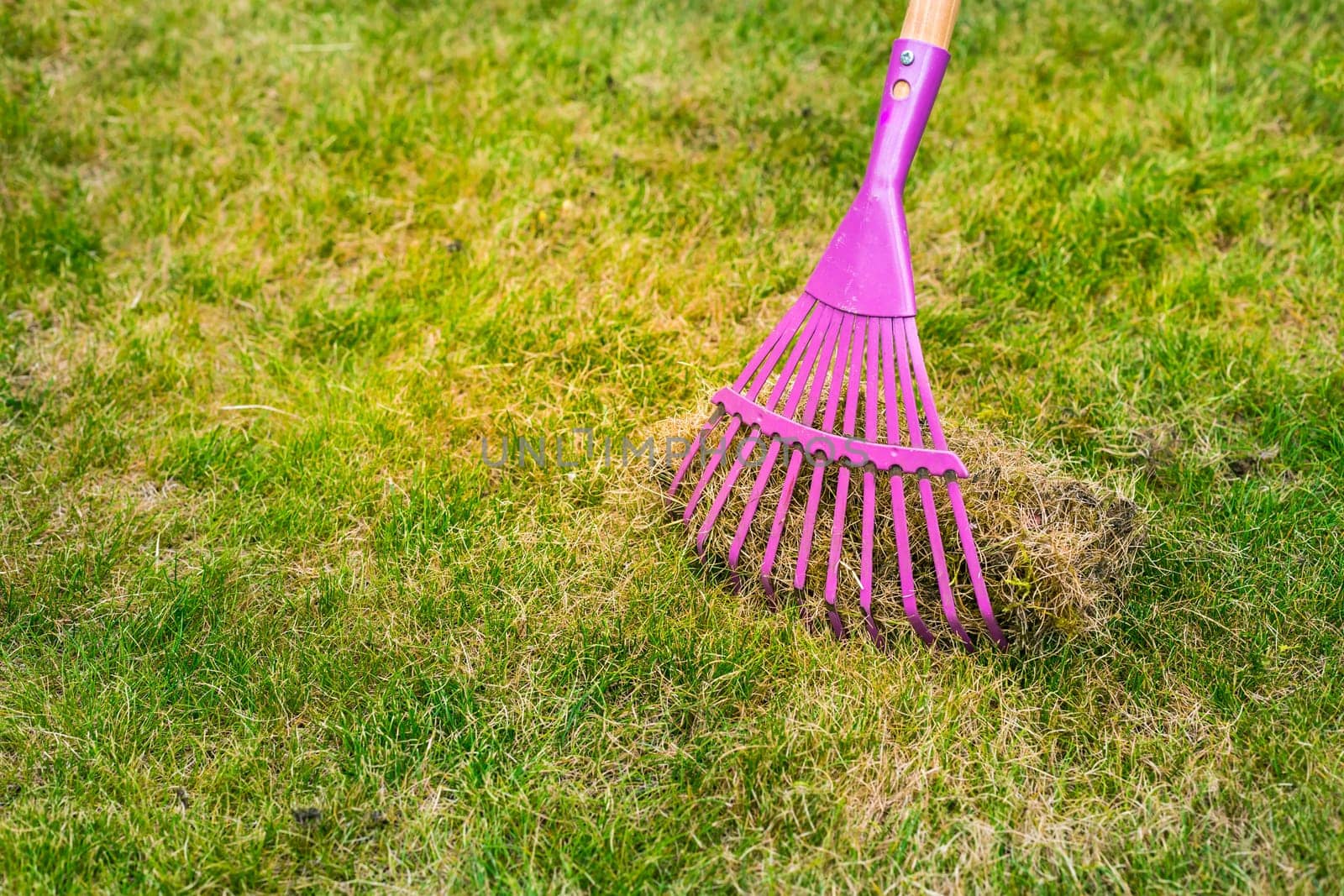 Cleaning up the grass with a rake. Aerating and scarifying the lawn in the garden. Improving the quality of the lawn by removing old grass and moss.