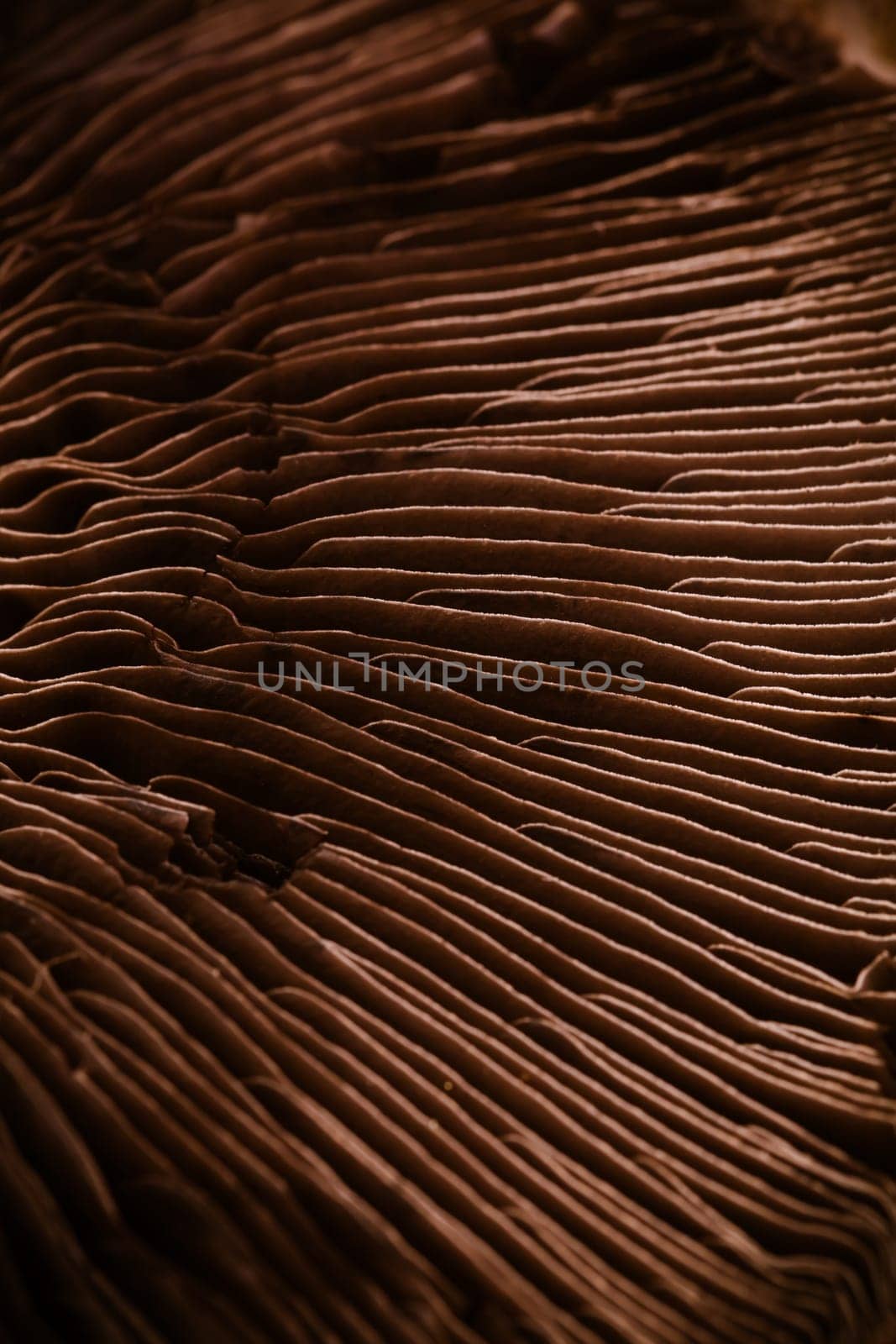Detail of raw portobello mushroom. Macro, selective focus.