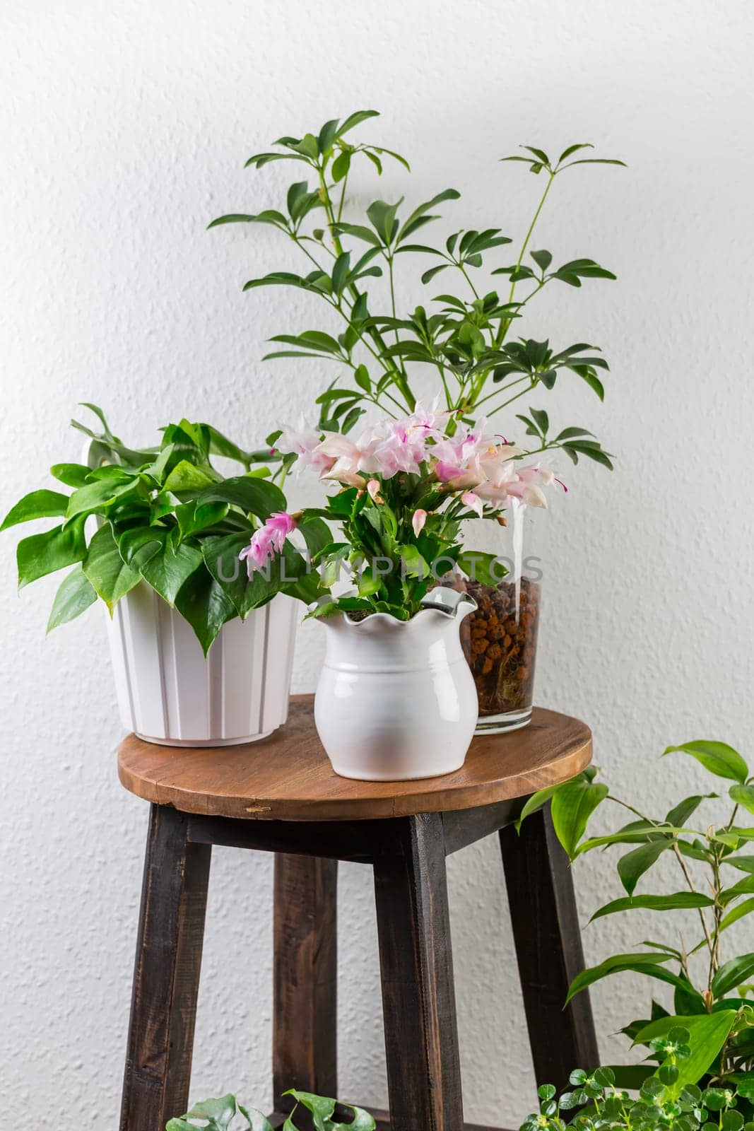 Home garden interior filled a lot of beautiful plants, cacti, succulents, air plant in different design pots. Home gardening concept. Home jungle.