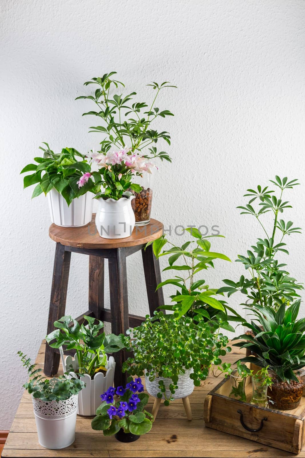 Home garden interior filled a lot of beautiful plants, cacti, succulents, air plant in different design pots. Home gardening concept. Home jungle.