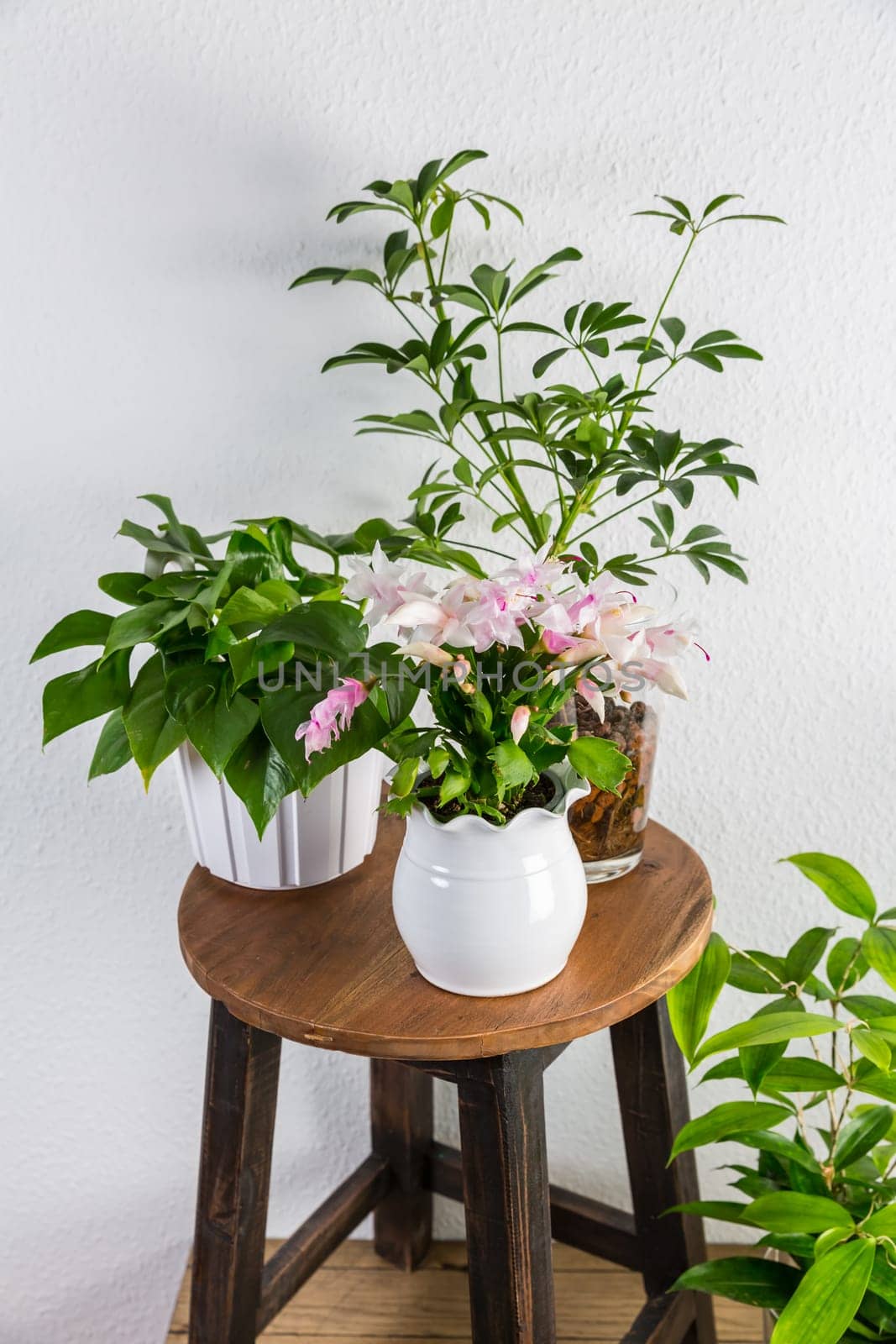Home garden interior filled a lot of beautiful plants, cacti, succulents, air plant in different design pots. Home gardening concept. Home jungle.