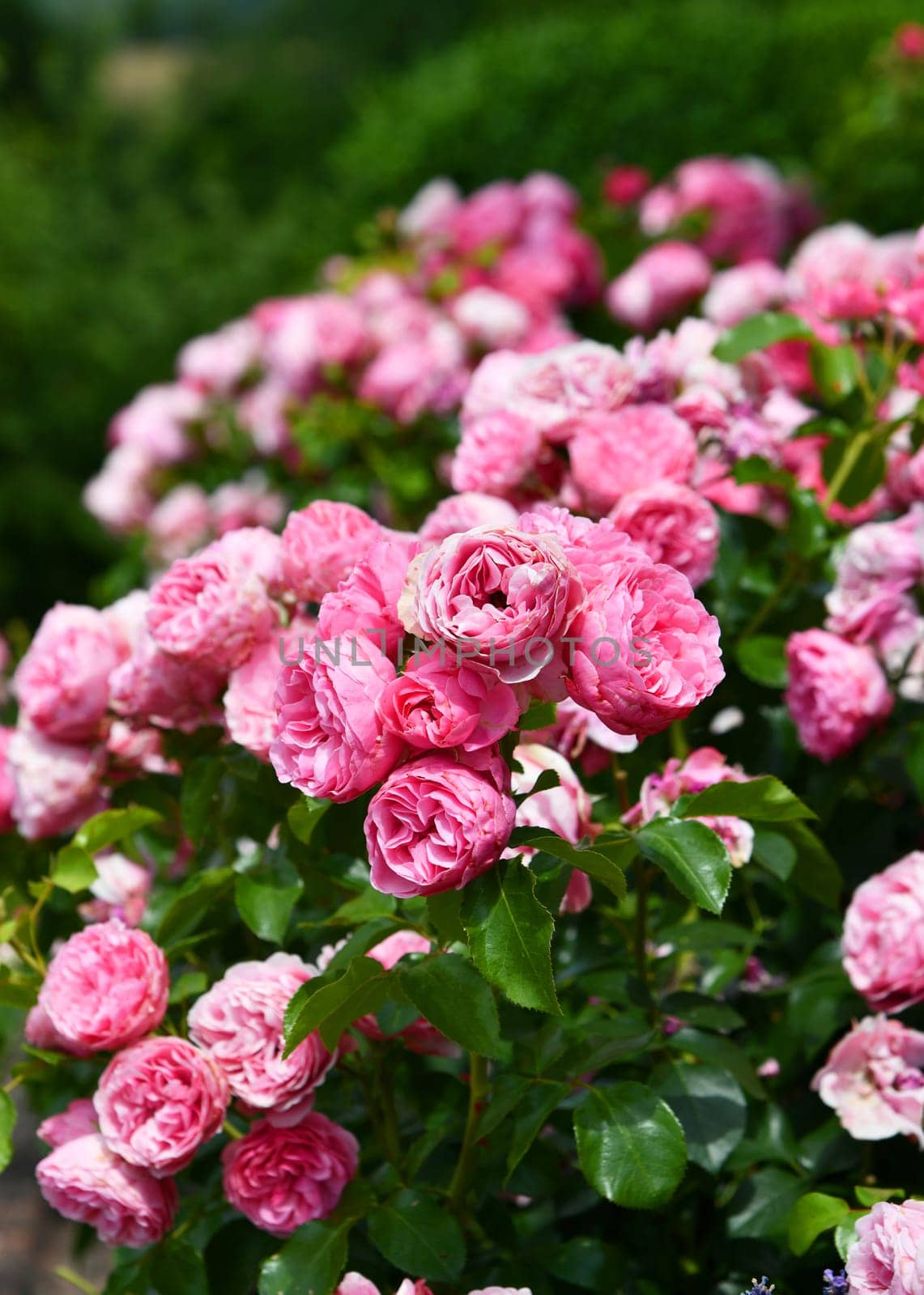 Pink flowering bed roses in the garden