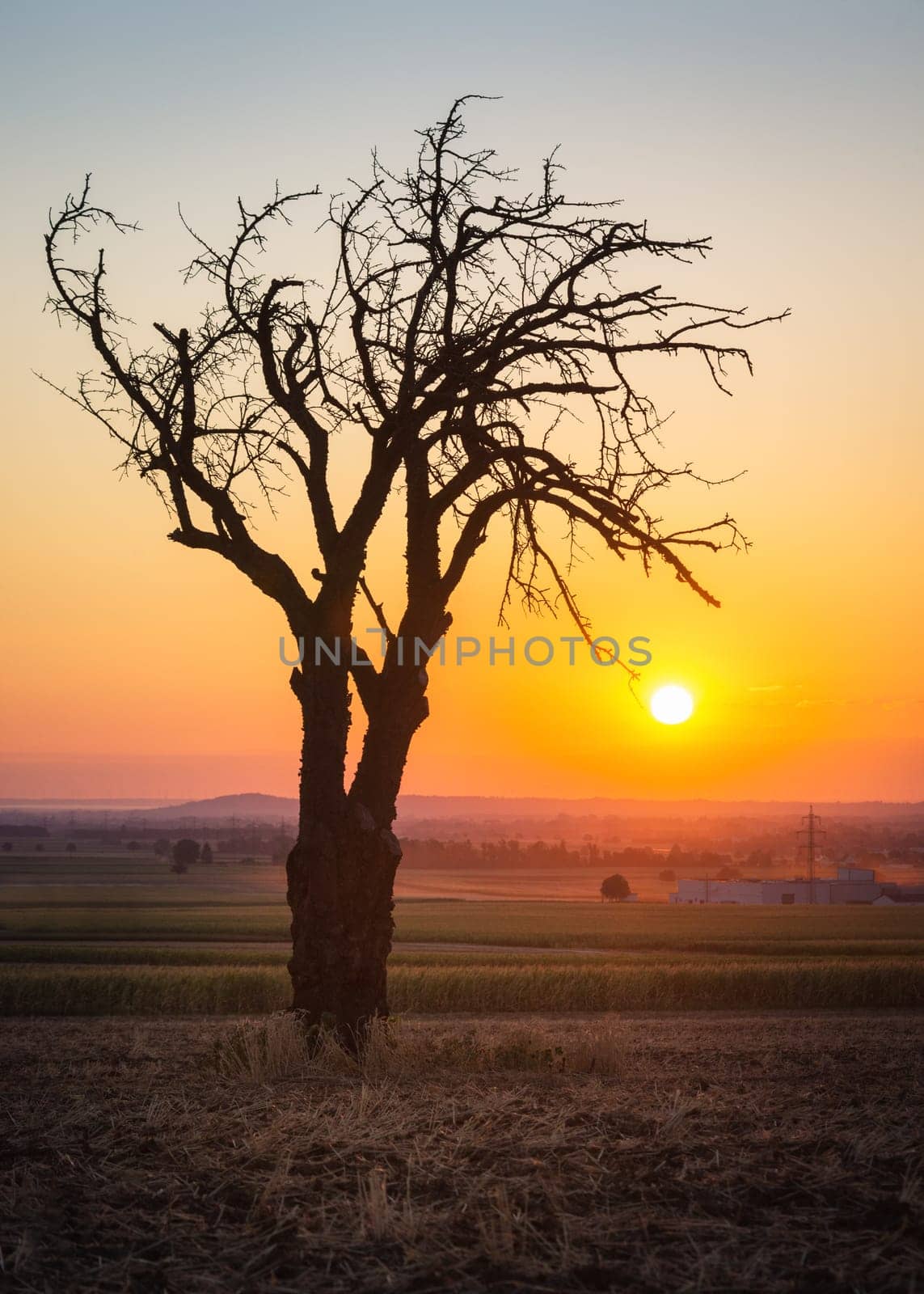 Bare tree at sunrise near lake Neusiedlersee in Burgenland