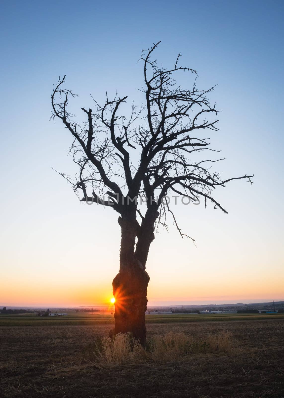 Bare tree at sunrise near lake Neusiedlersee in Burgenland