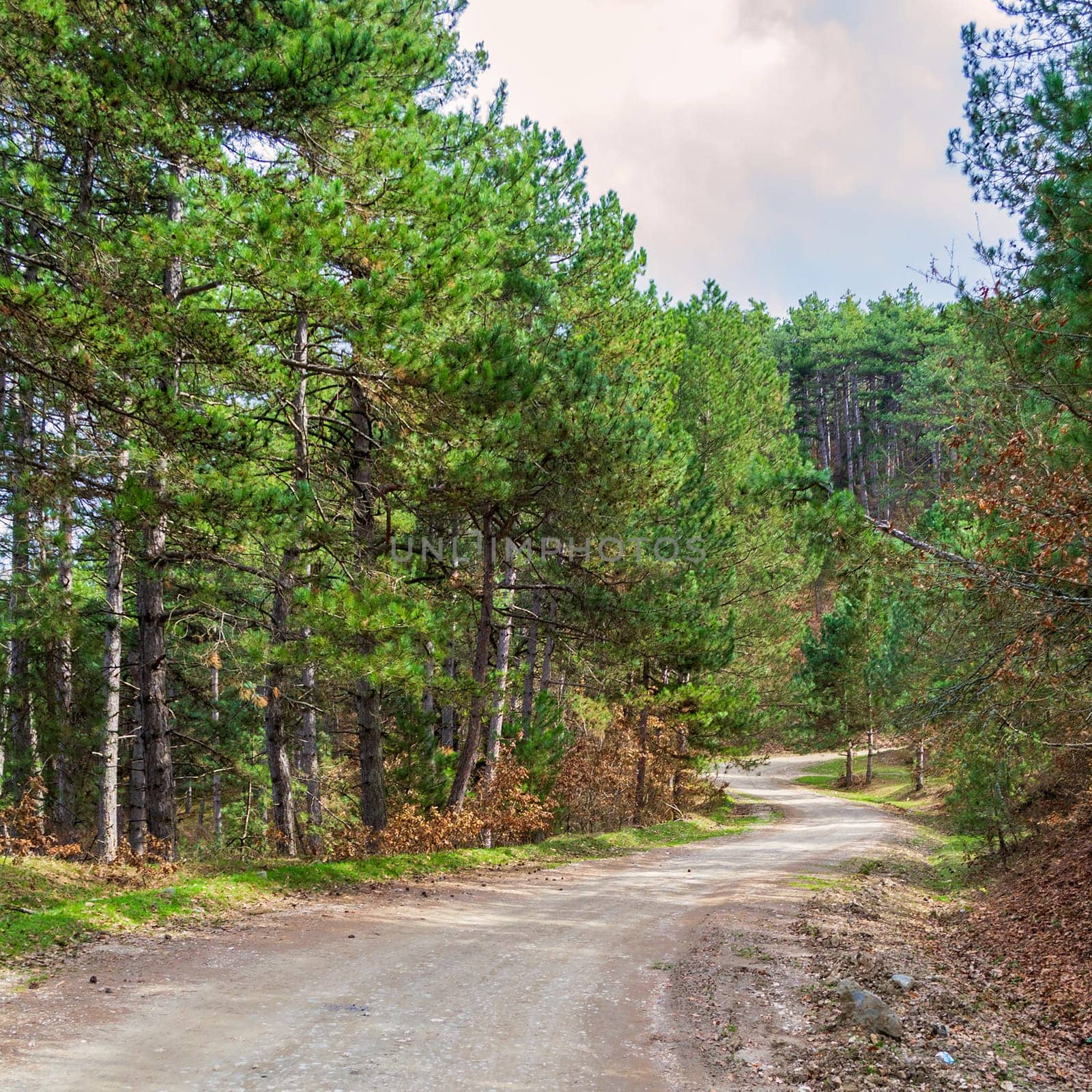 Trail through lush green forest in spring time, Mudurnu, Turkey