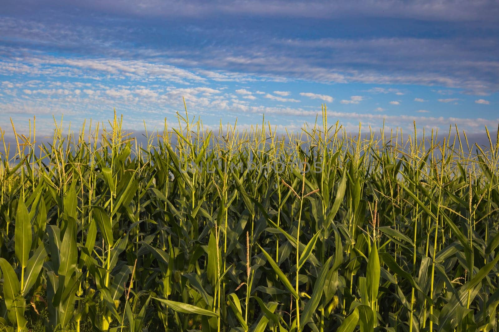 cornfield and blue cloudy sky organic corn harvesting agriculture background