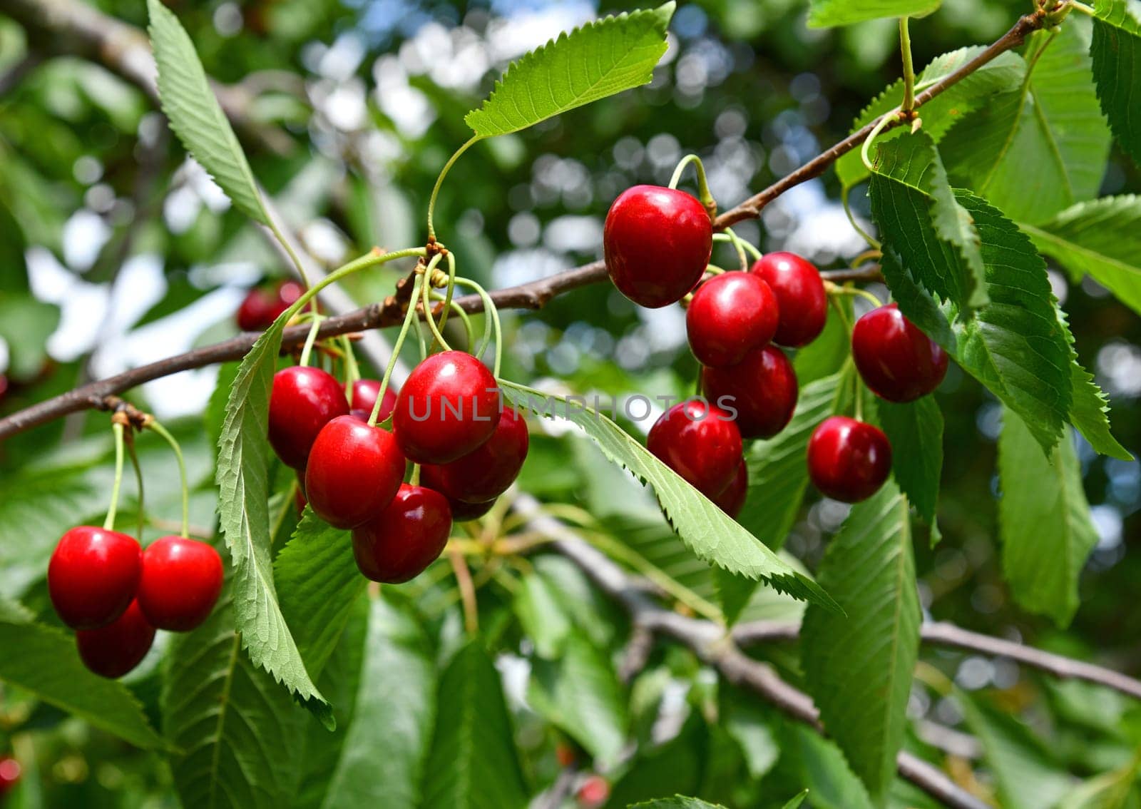 Red cherries ready for picking