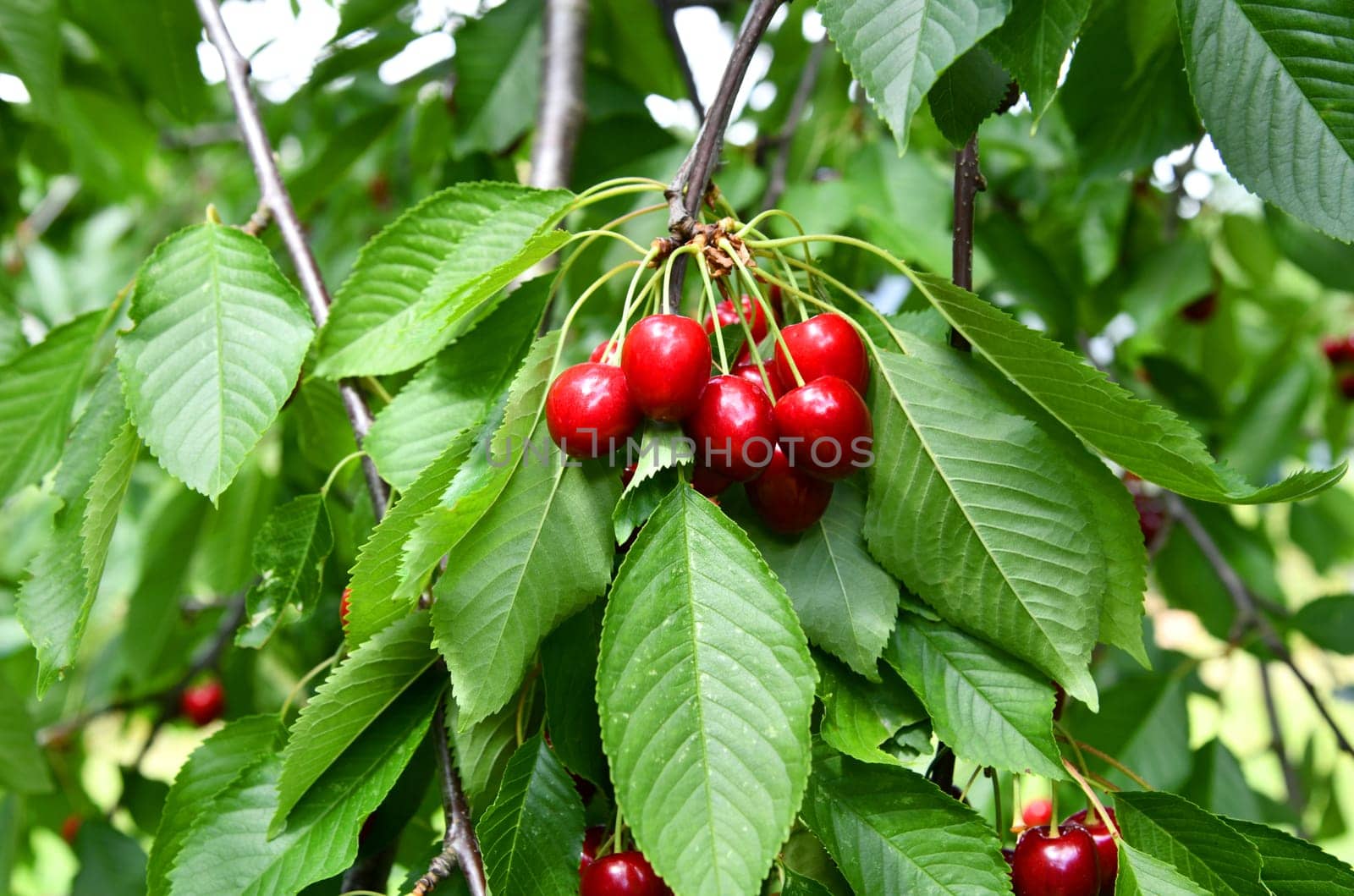 Red cherries ready for picking