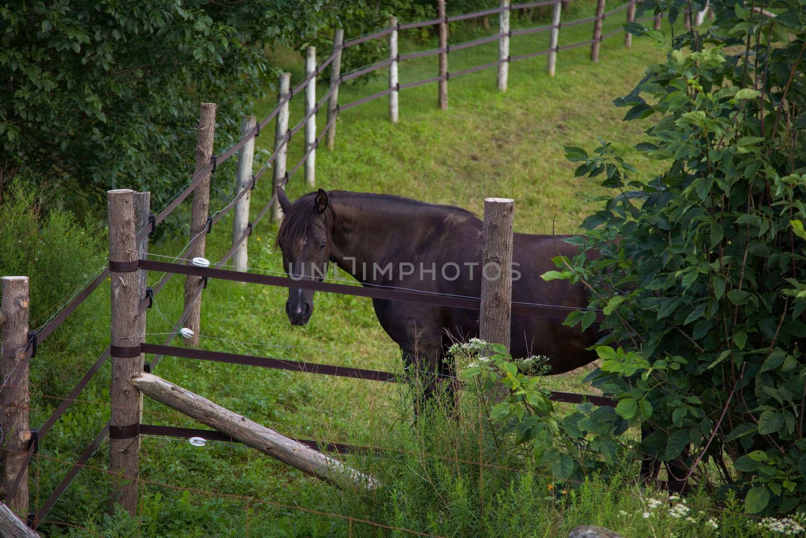 horse in ranch wooden fence enclosure country animal equine meadow countryside