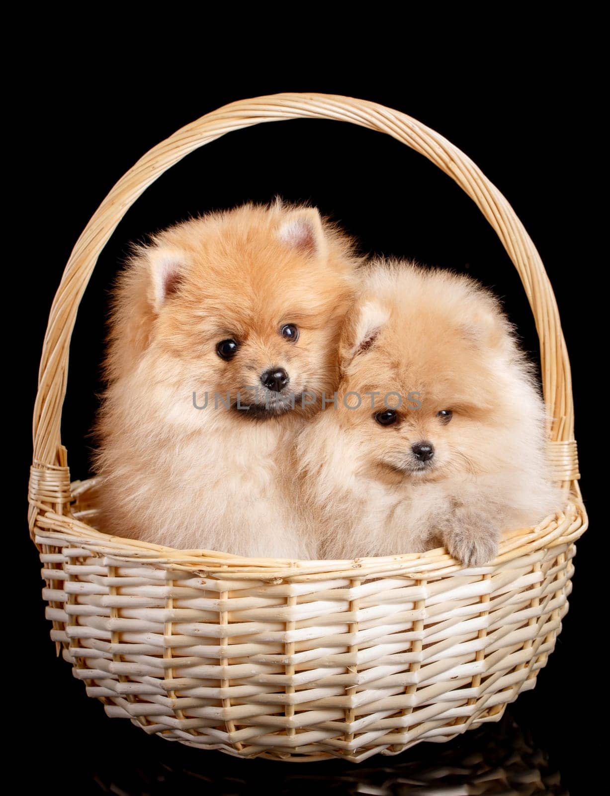 Adorable Pomeranian Spitz puppies sit in a wicker basket and pose well for the photographer. Studio shooting of pets with dark background.