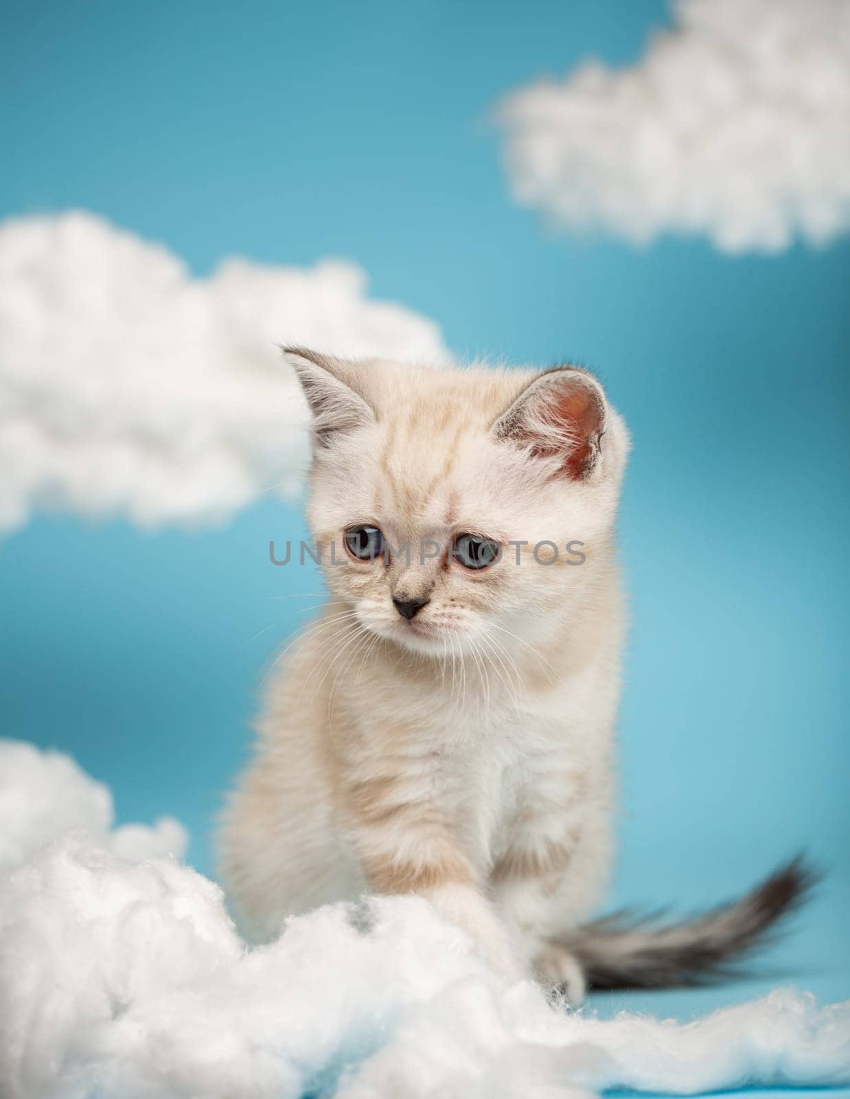 Frightened one-month-old Scottish kitten of light color sits between white clouds on a blue background in the studio.