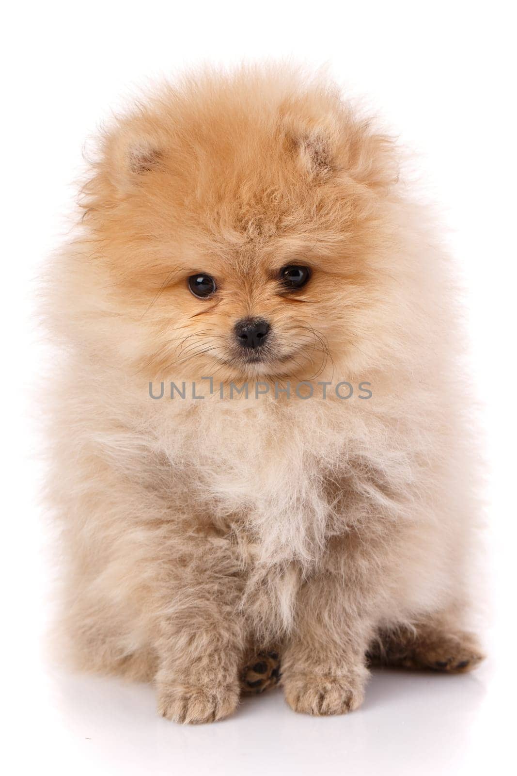 Cute little pomeranian spitz puppy sitting on a white background. Studio portrait of fluffy puppy.