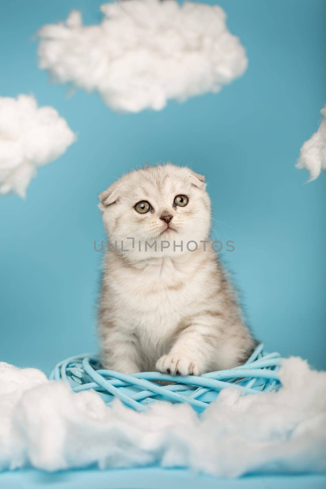 Beautiful Scottish fold kitten sits in the middle of a blue wicker wreath and puts a paw on it. Blue sky background with cotton clouds around.