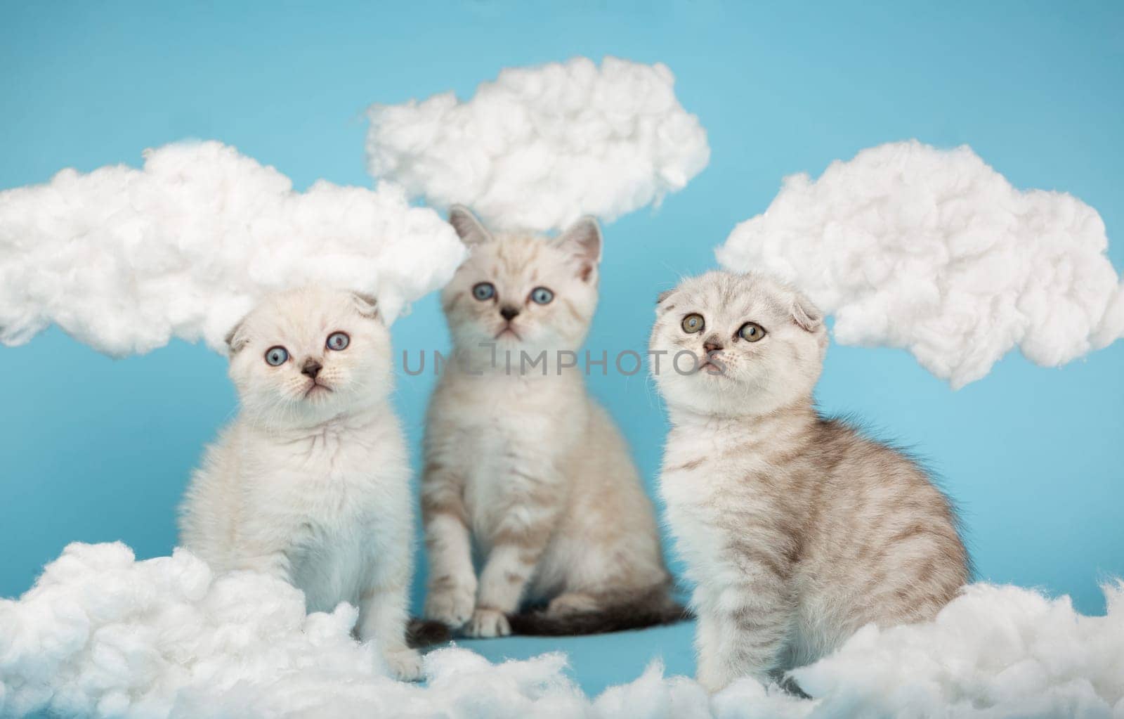 Three short-haired milk-colored Scottish kittens do not understand what is happening and look at something with interest. Blue sky background with cotton clouds around. Selective focus.