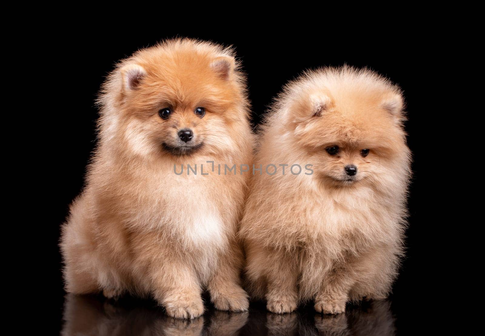Two light brown Pomeranian Spitz on a black background in the studio. Dog portrait.