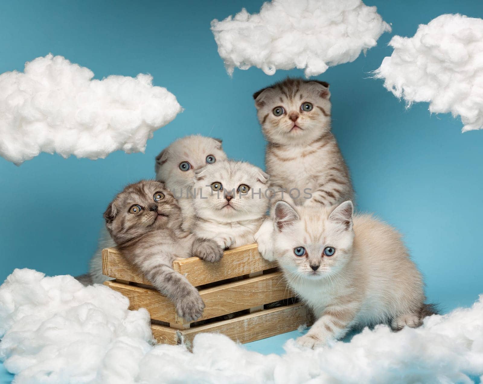 Scottish kittens of different colors funny and awkwardly sitting in a wooden box against a blue background. Cats barely fit in the box and look at the white cotton clouds with great interest.