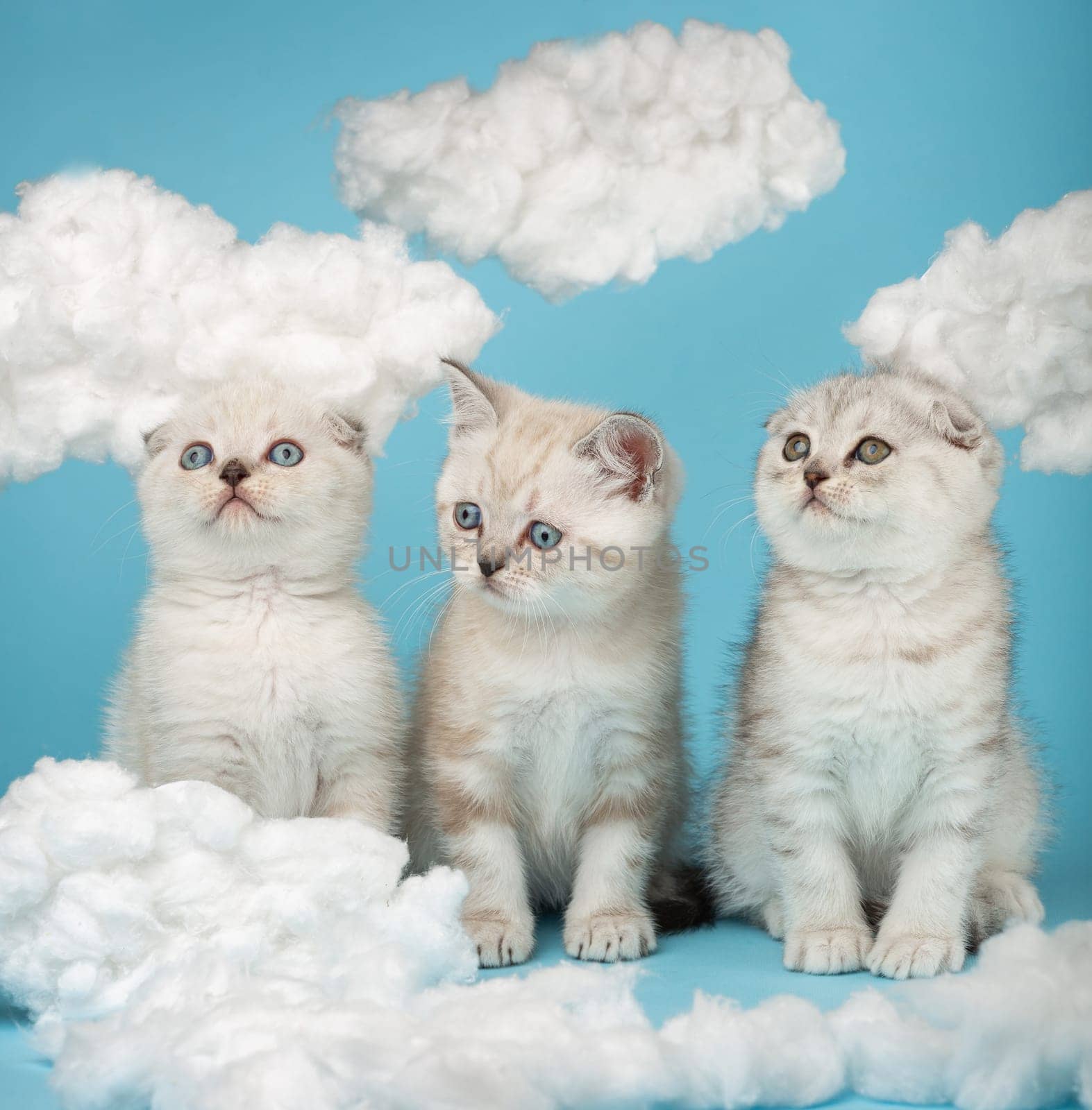Portrait of three adorable cute striped kittens of the Scottish breed of beige cream color, sitting in a row among the cotton clouds in the studio on a blue background. Photo collection.