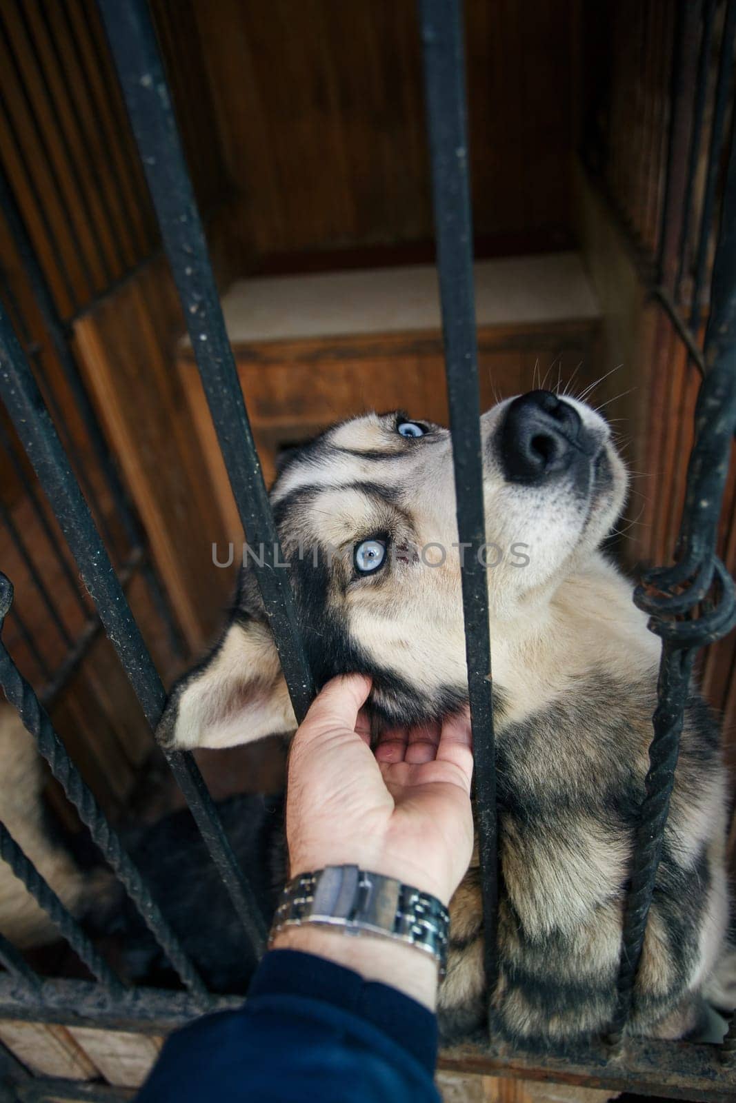 Man is stroking a blue-eyed husky dog sitting in an aviary behind his ear. Portrait of a proud and happy husky dog who loves his owner. Pets concept.
