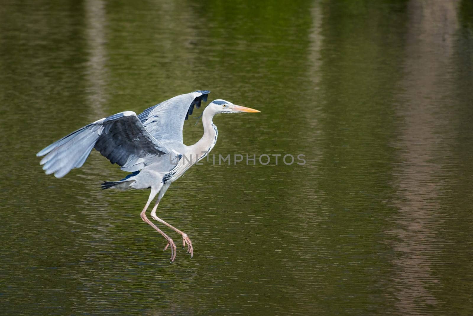 Great Blue Heron in flight
