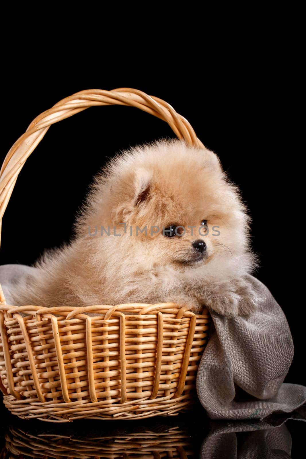 Cute fluffy Pomeranian puppy spitz sitting in a basket on a gray knit fabric. Dog posing for photographer on black background in studio.