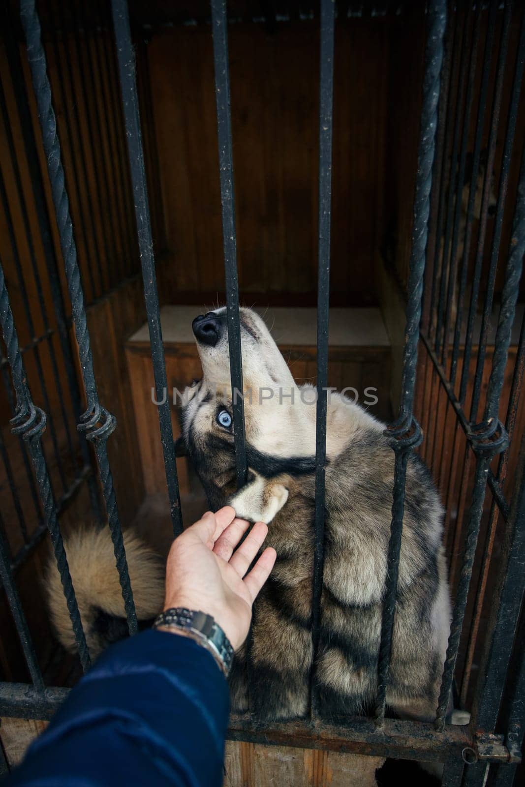 Husky dog that sits in a cage and happily raises its head up because it is stroked by a man. Husky dog in the cage behind bars. Lonely dog in the cage in animal shelter. Animal protection concept.