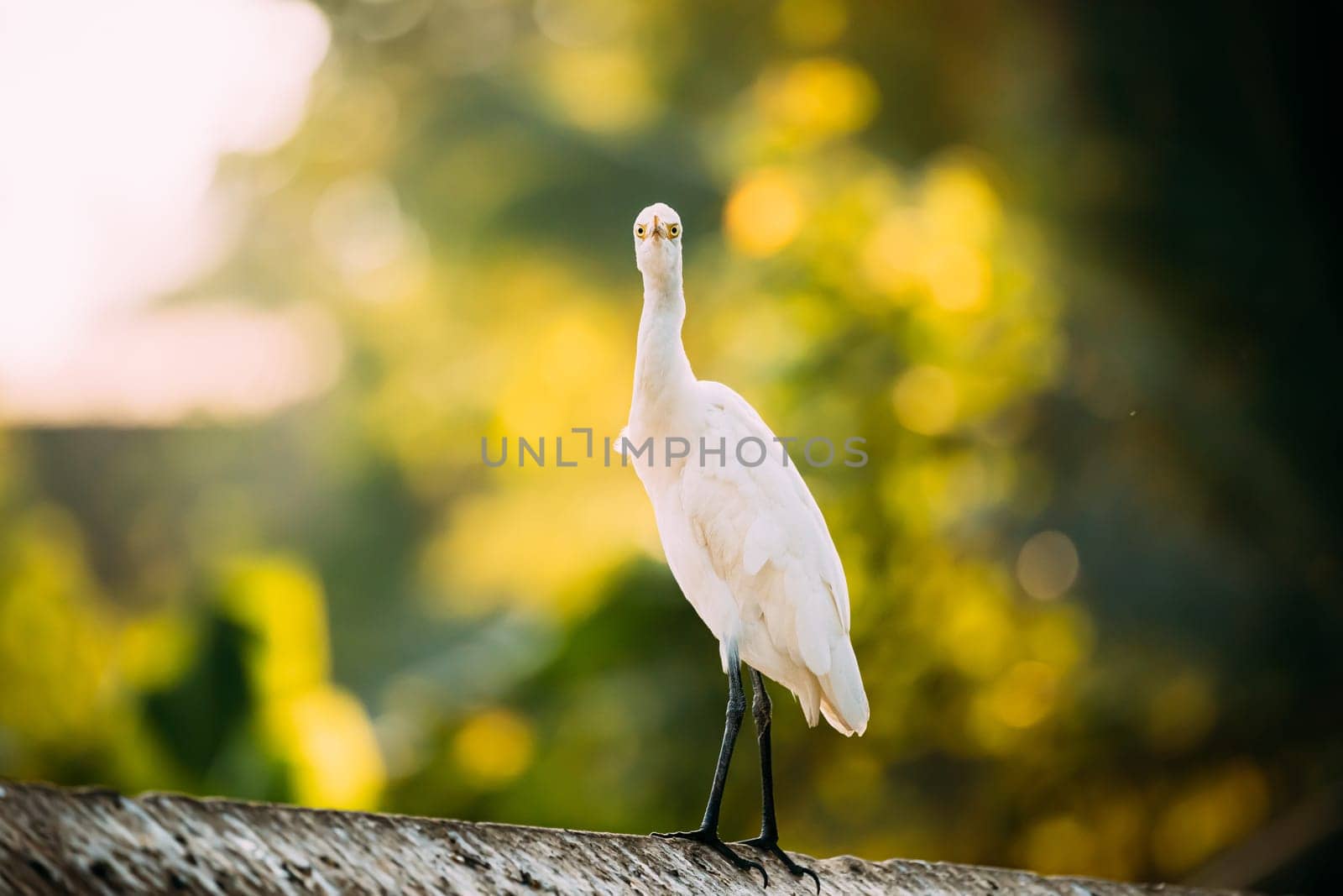 Goa, India. White Little Egret Sitting On Crossbar And Looking At Camera.