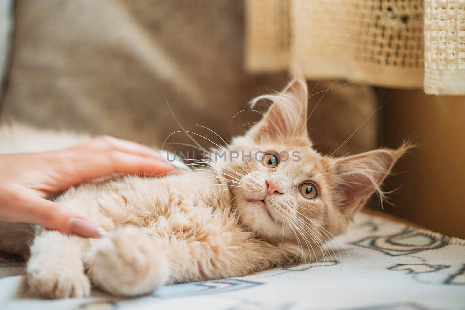 Woman Stroking Funny Curious Young Red Ginger Maine Coon Kitten Cat Sitting At Home Sofa. Coon Cat, Maine Cat, Maine Shag. Caress.