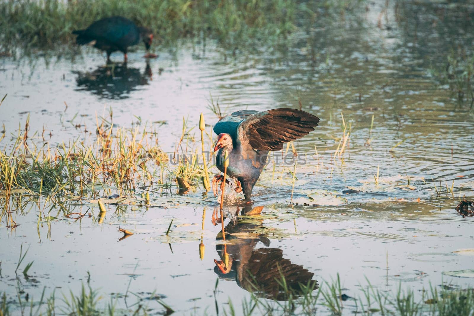 Goa, India. Two Grey-headed Swamphen Birds In Morning Looking For Food In Swamp. Porphyrio Poliocephalus.