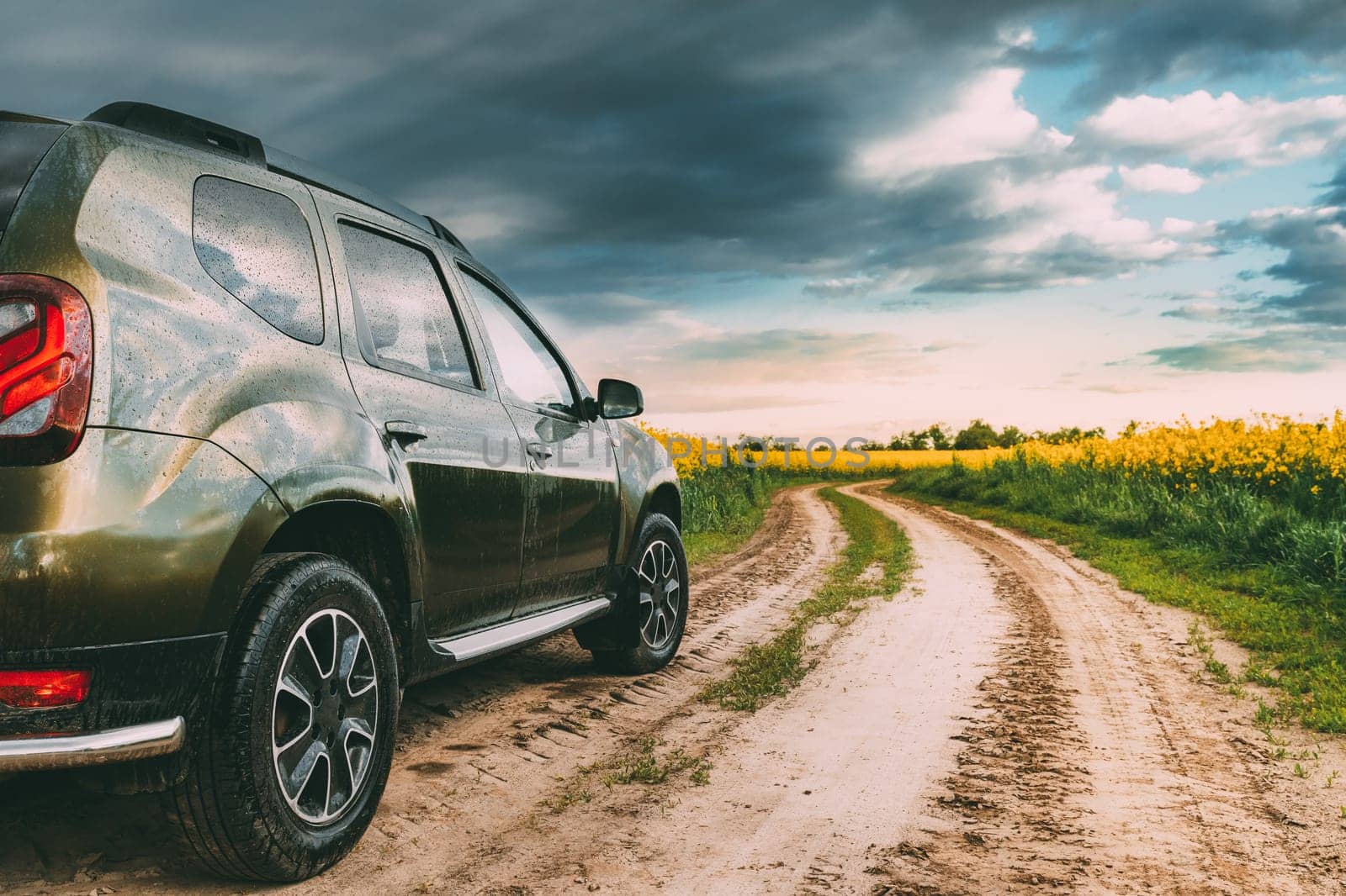 Wet After Rain Car SUV In Summer Rapeseed Field Countryside Landscape.